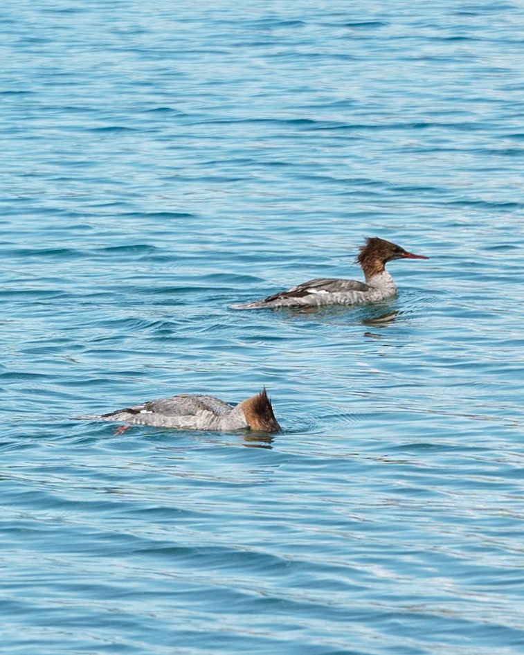 Two common mergansers swimming on calm blue water, showcasing their distinctive crested heads and brown plumage.