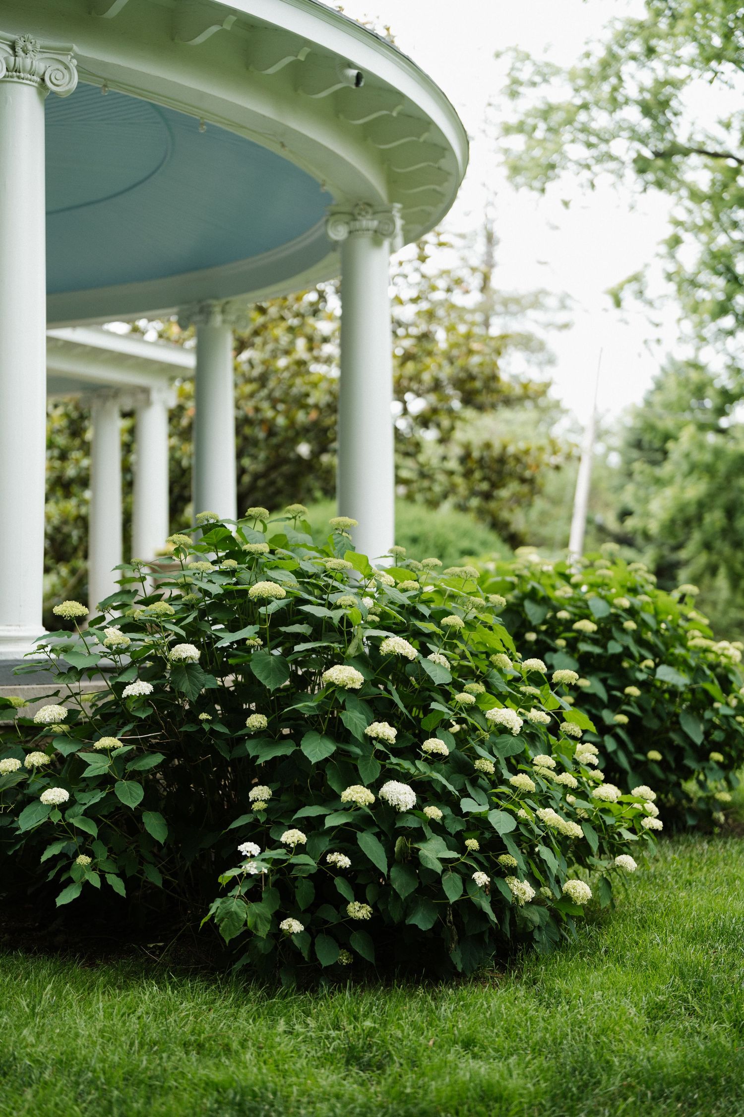 White hydrangea bushes bloom beside a classical rotunda with white columns in a lush green garden.