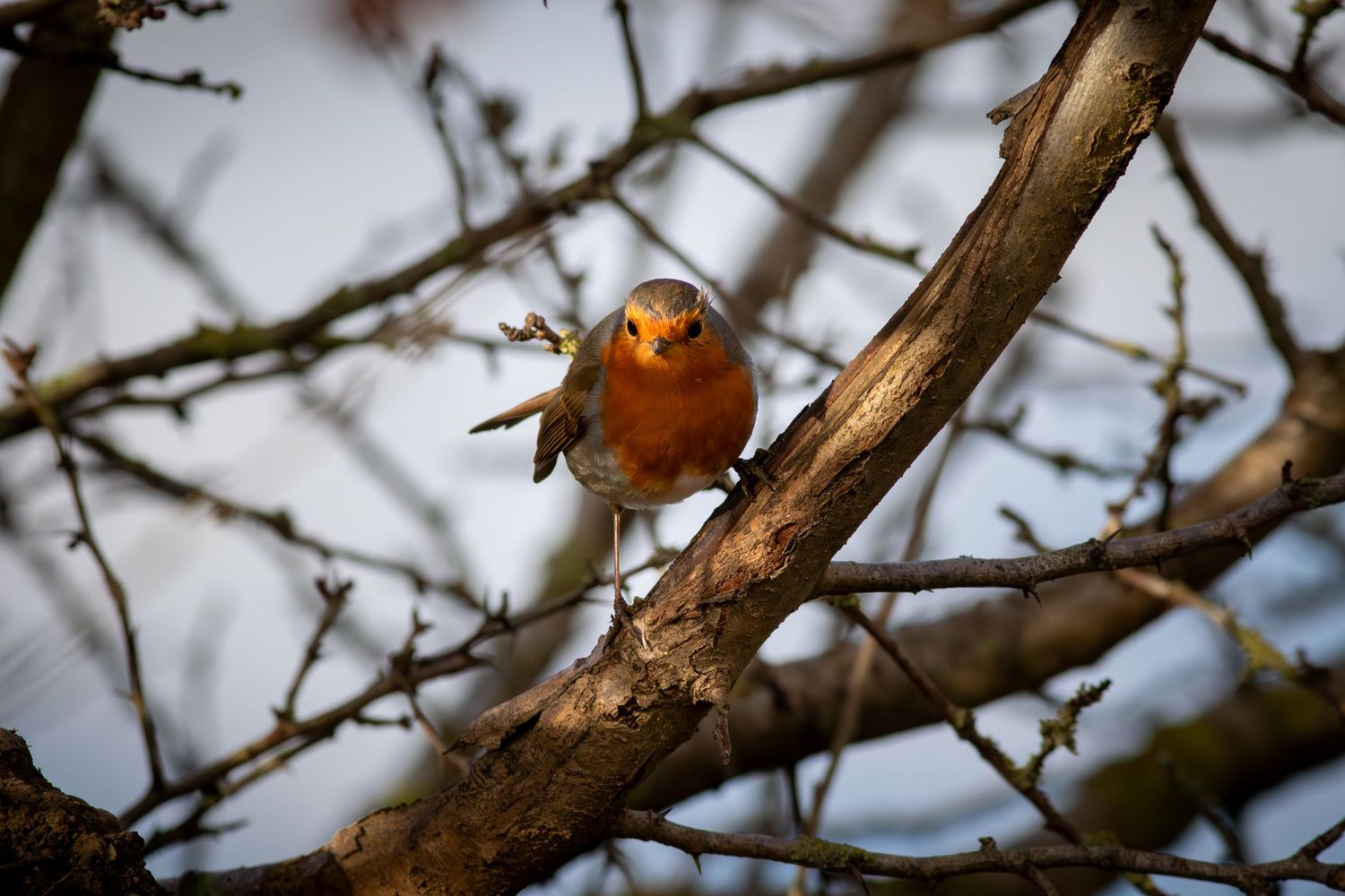 Un rouge gorge dans un arbre