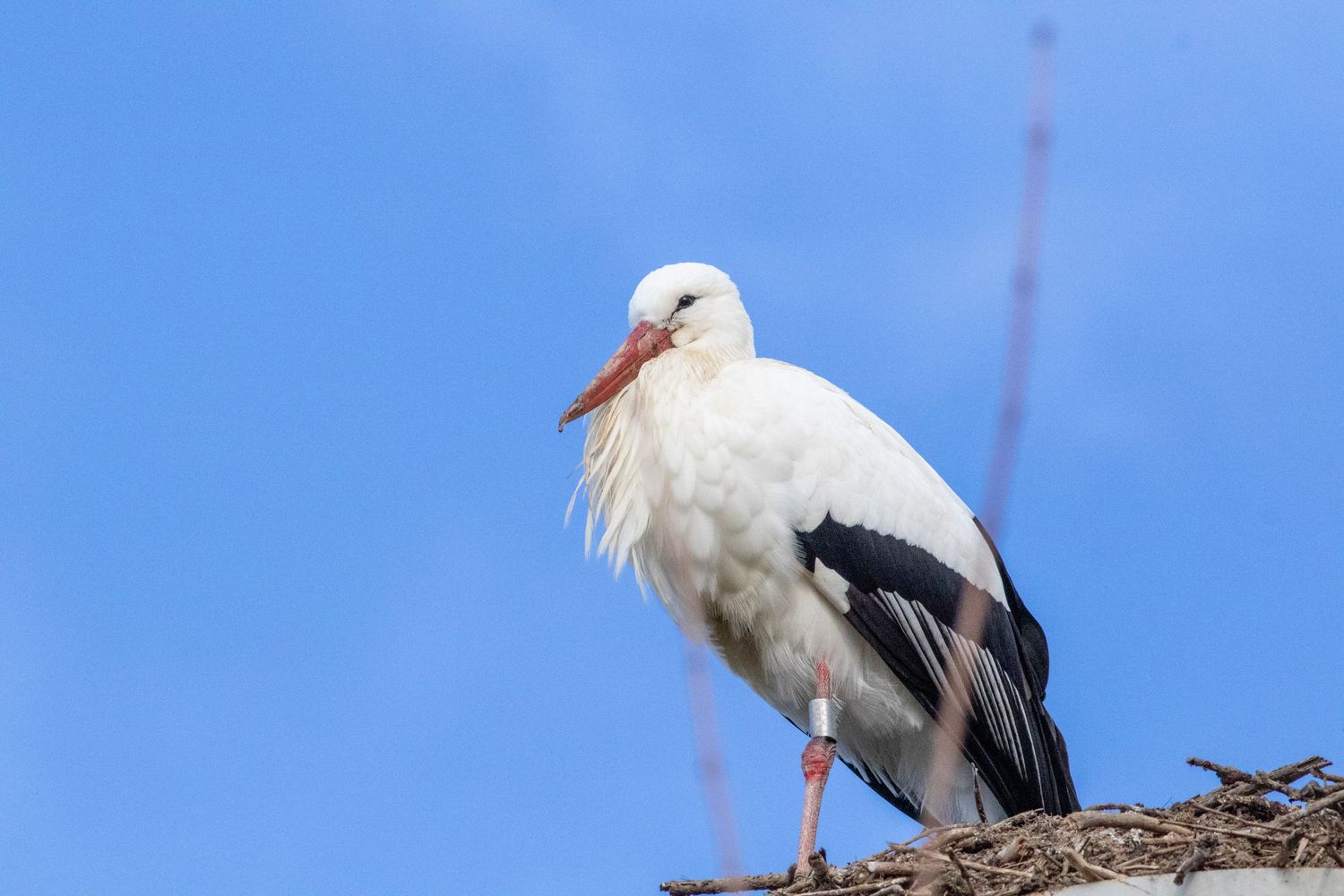 Une cigogne