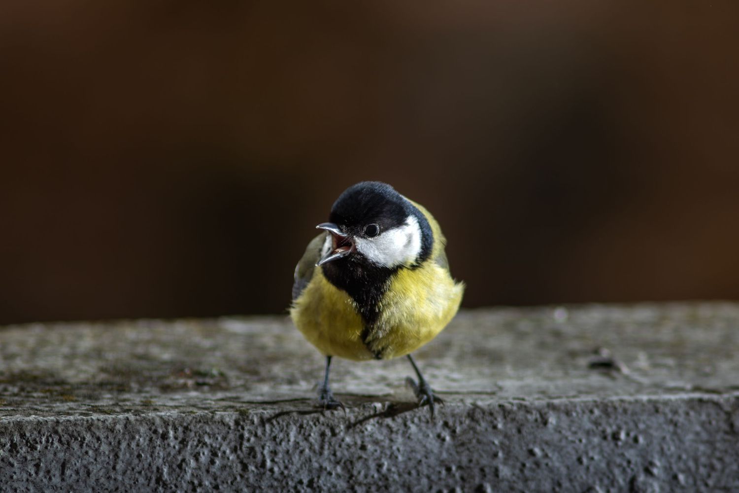 Une mésange