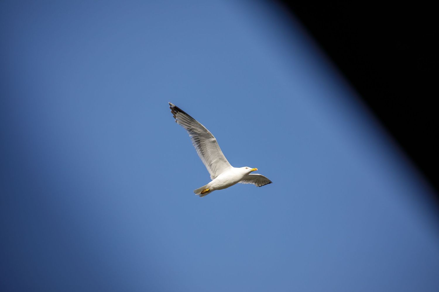 Mouette en plein vol
