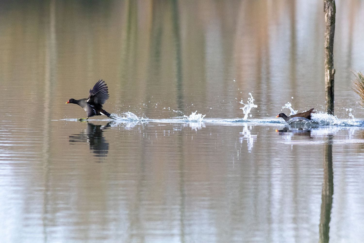 Un envole d'oiseaux sur un lac