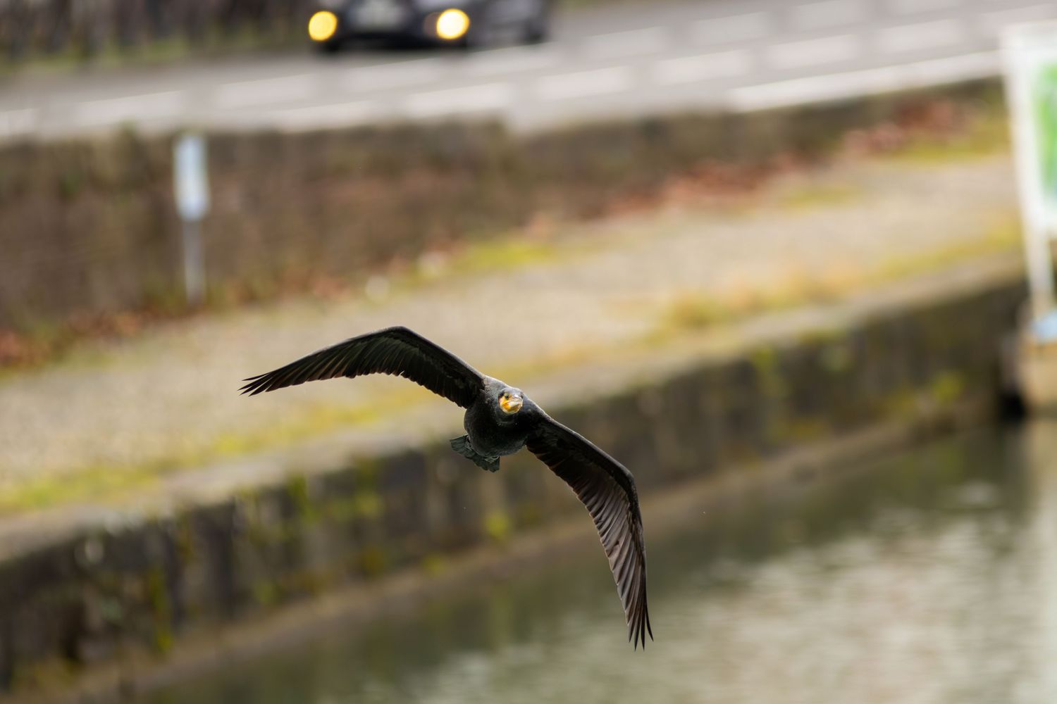 Oiseau vol au dessus du canal de Toulouse