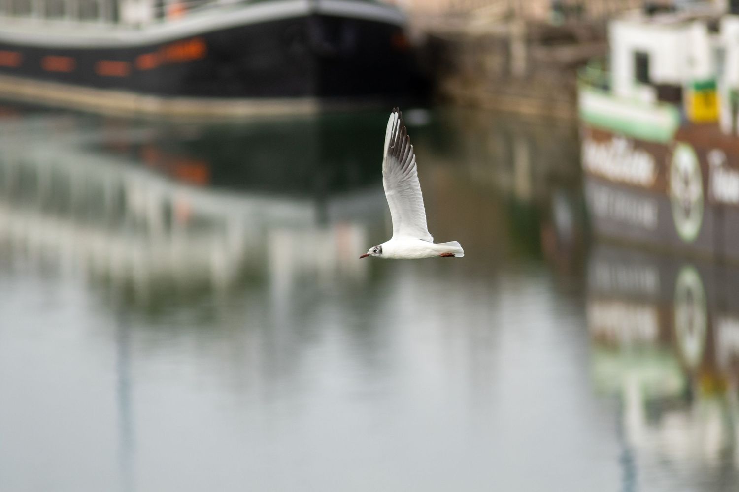 Oiseau vol au dessus du canal de Toulouse