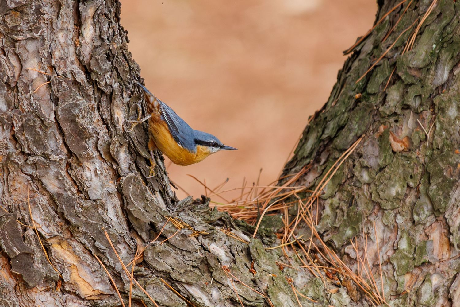 Colorful Eurasian nuthatch bird perched on the bark of a large tree trunk.