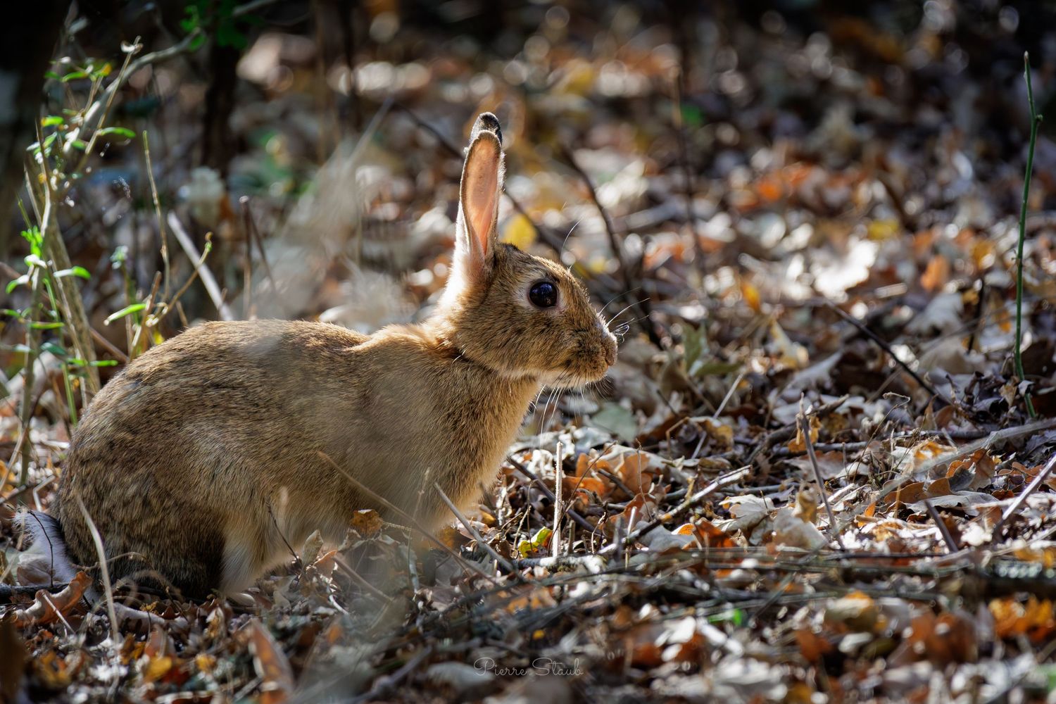 Lapin sauvage