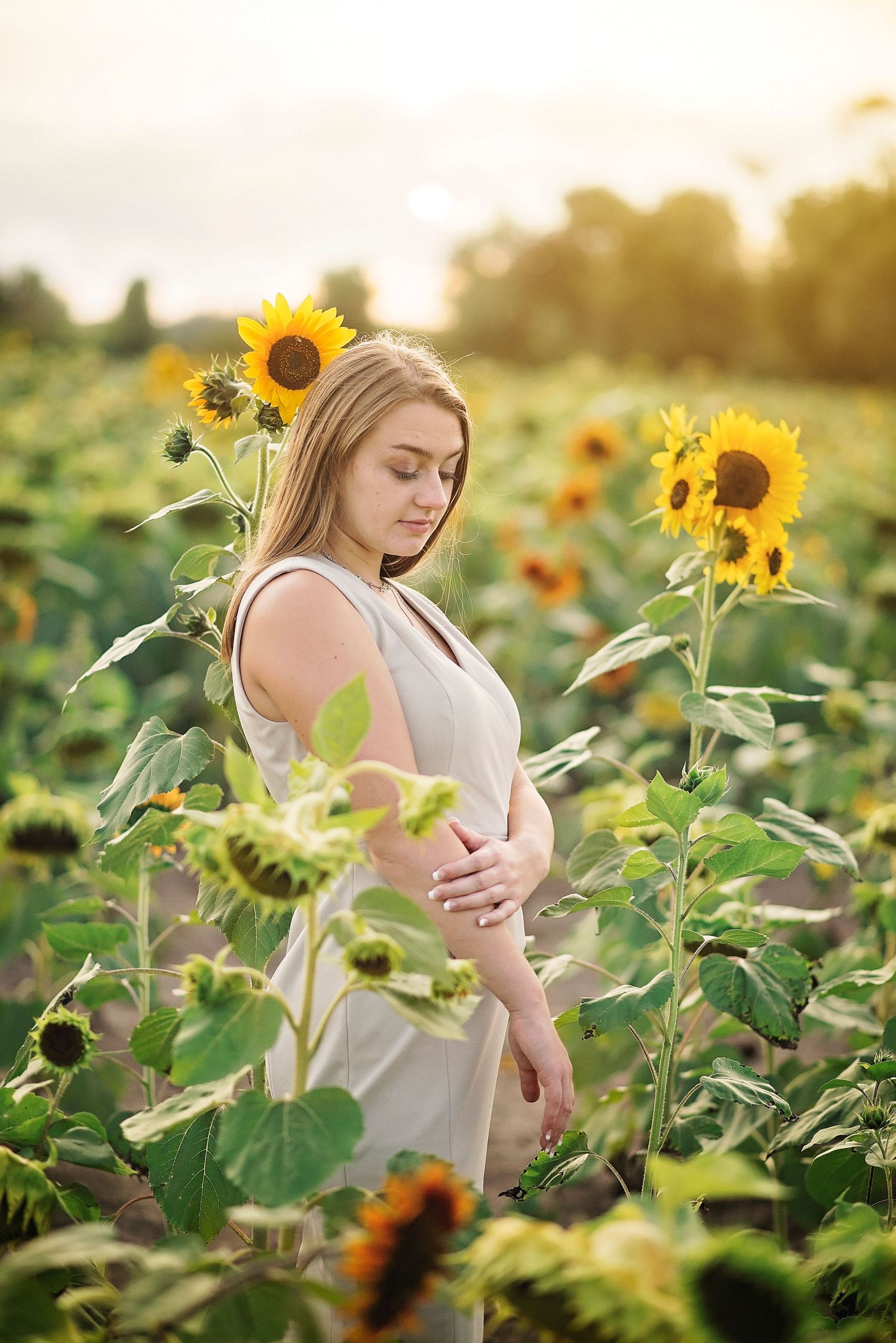 Sunflowers tower in a golden field during sunset creating a dreamy summer atmosphere.