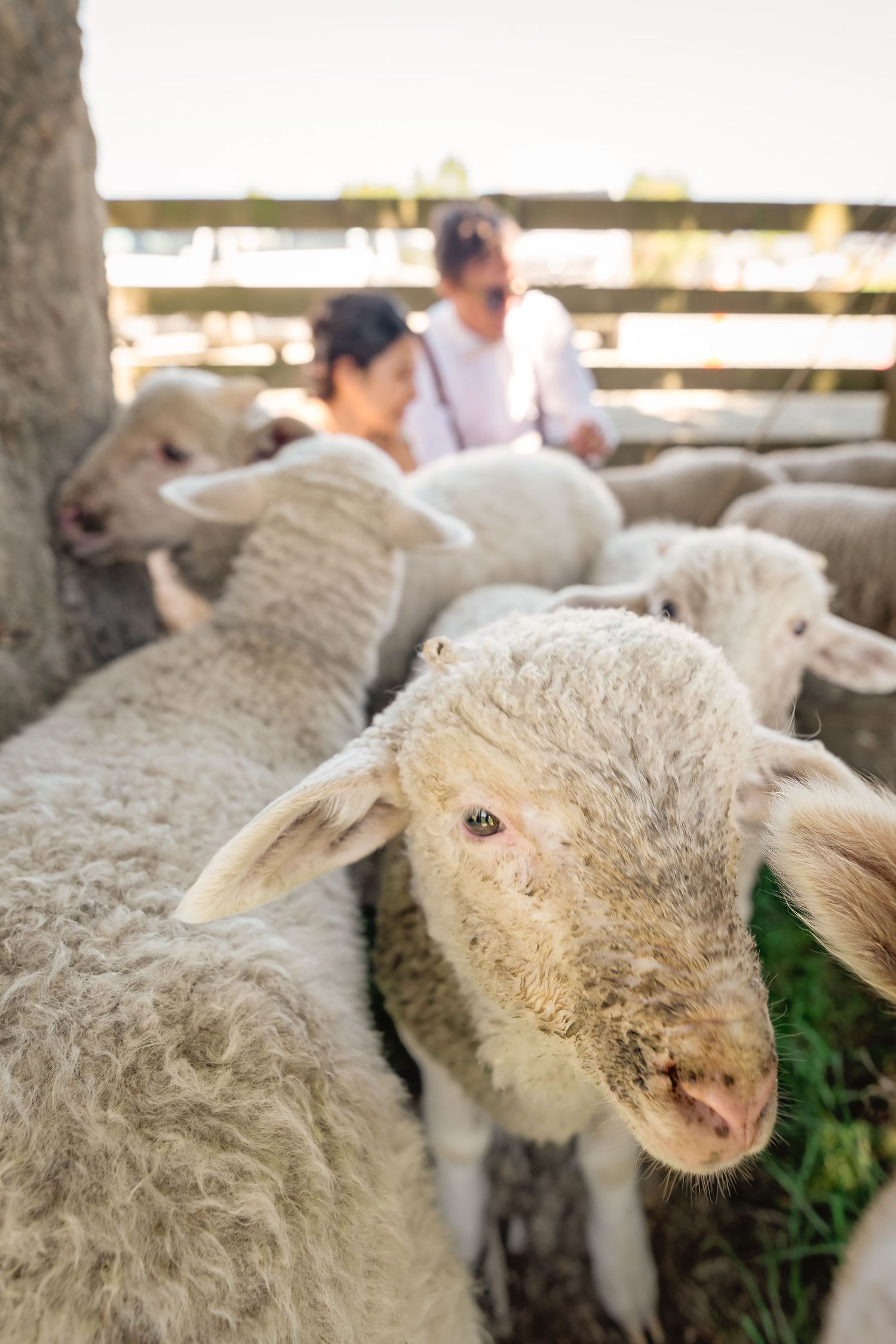 A close-up view of a fluffy sheep's face with its thick wool coat visible in an outdoor farm setting.