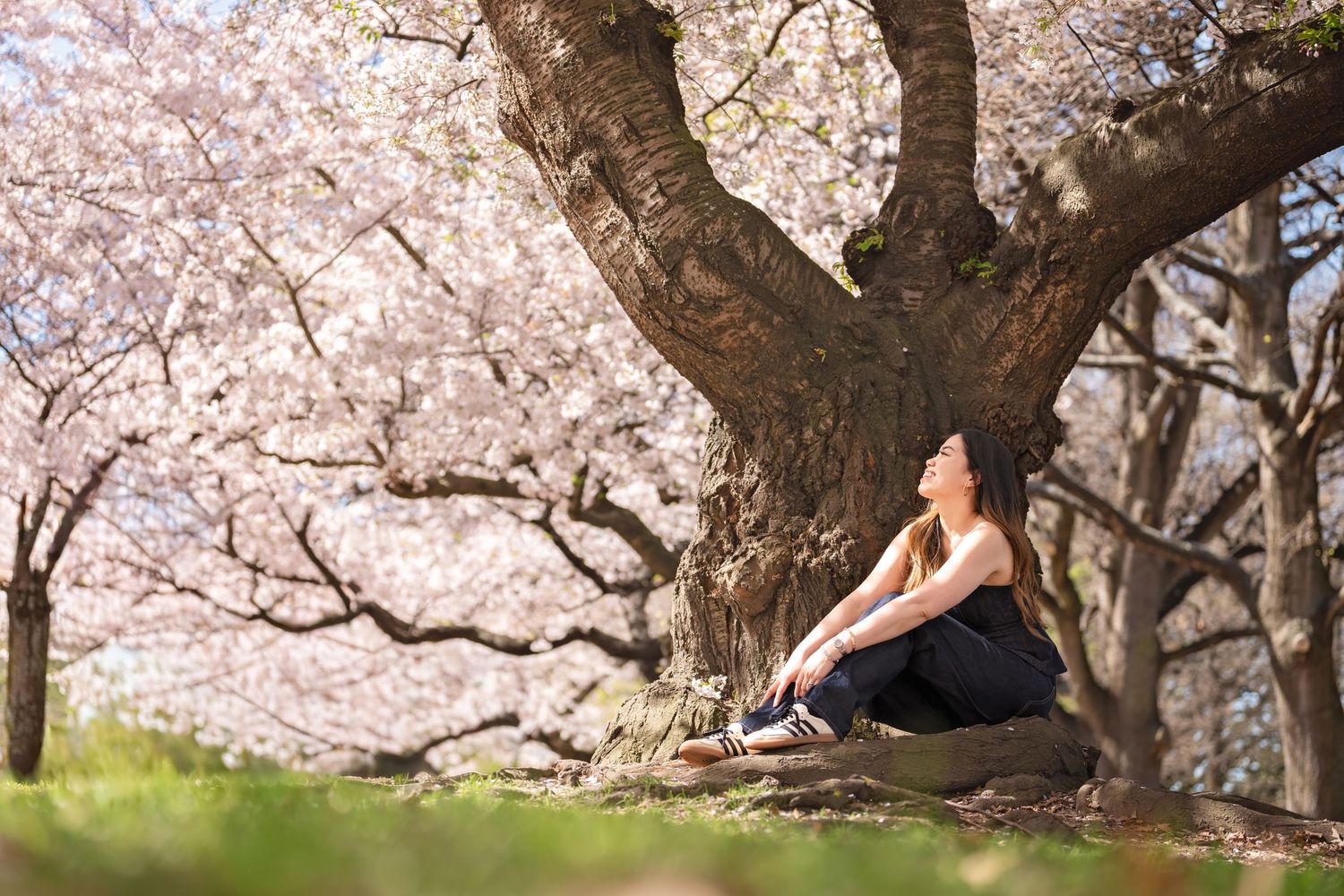 Woman sitting peacefully under a large cherry blossom tree in full pink bloom on a sunny spring day.