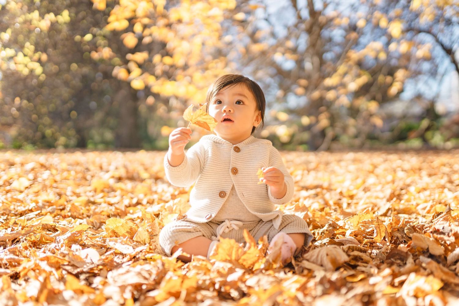 Small child sitting in golden autumn leaves wearing a cream colored sweater during a sunny fall day.