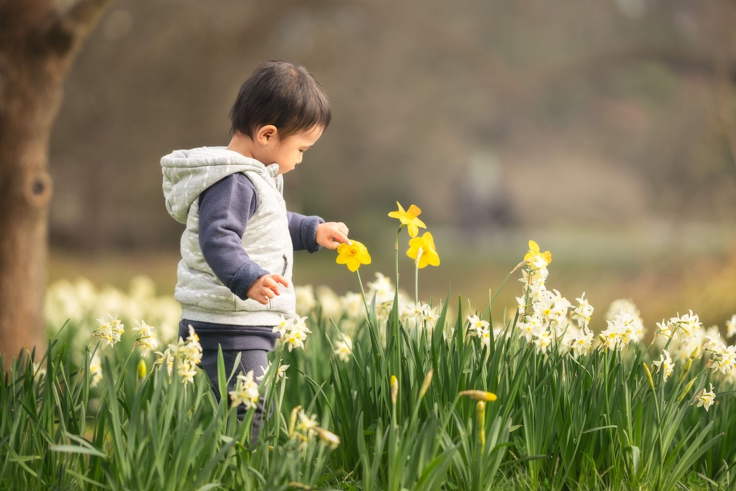 Young child in a vest exploring a field of yellow daffodils and white flowers in a sunny garden.