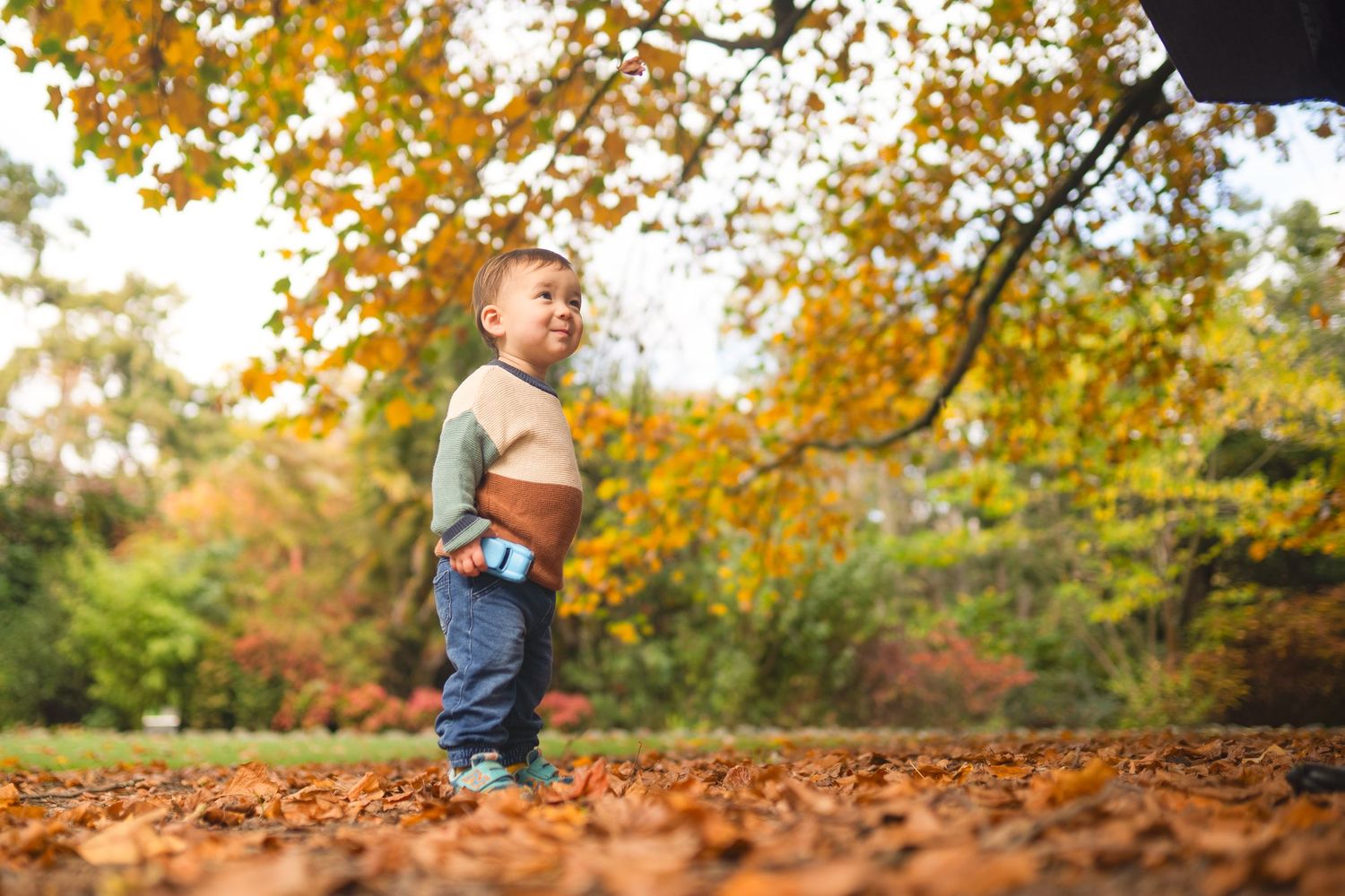 A child plays in a pile of colorful autumn leaves on a sunny fall day in the park.