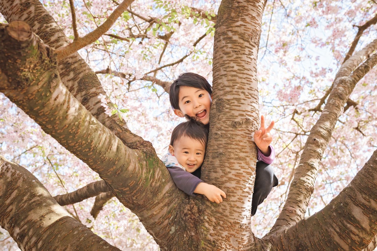 Two children playfully posing in a cherry blossom tree, smiling among pink spring flowers.
