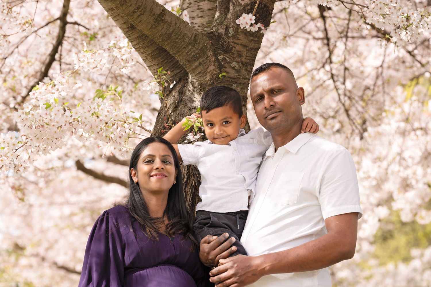 A couple poses together under blooming cherry blossom trees during springtime in a romantic outdoor setting.