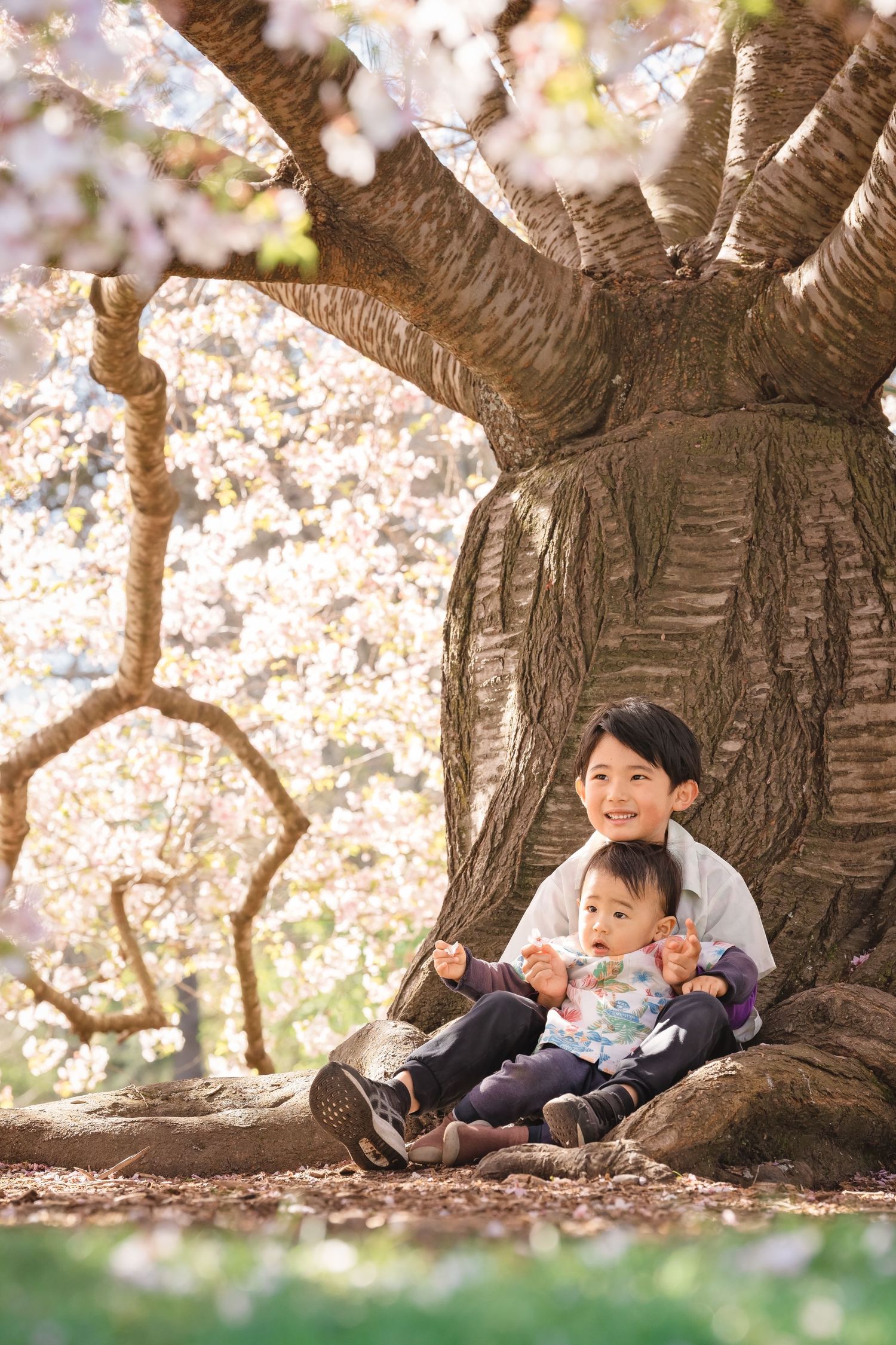 Children sit and play under a blooming cherry blossom tree on a spring day.