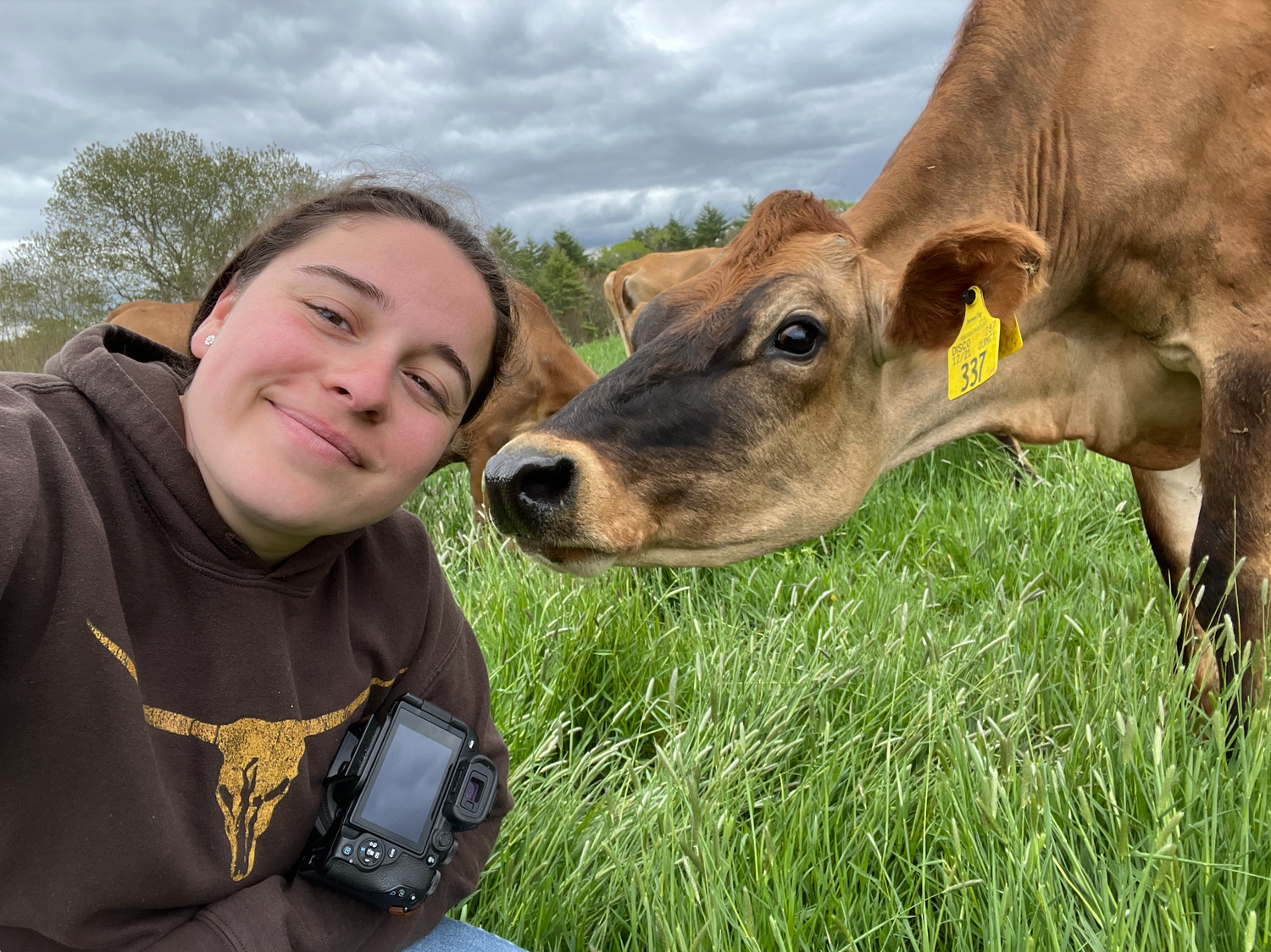 A series of photos showing someone lying in green grass with a friendly brown cow coming close to investigate.