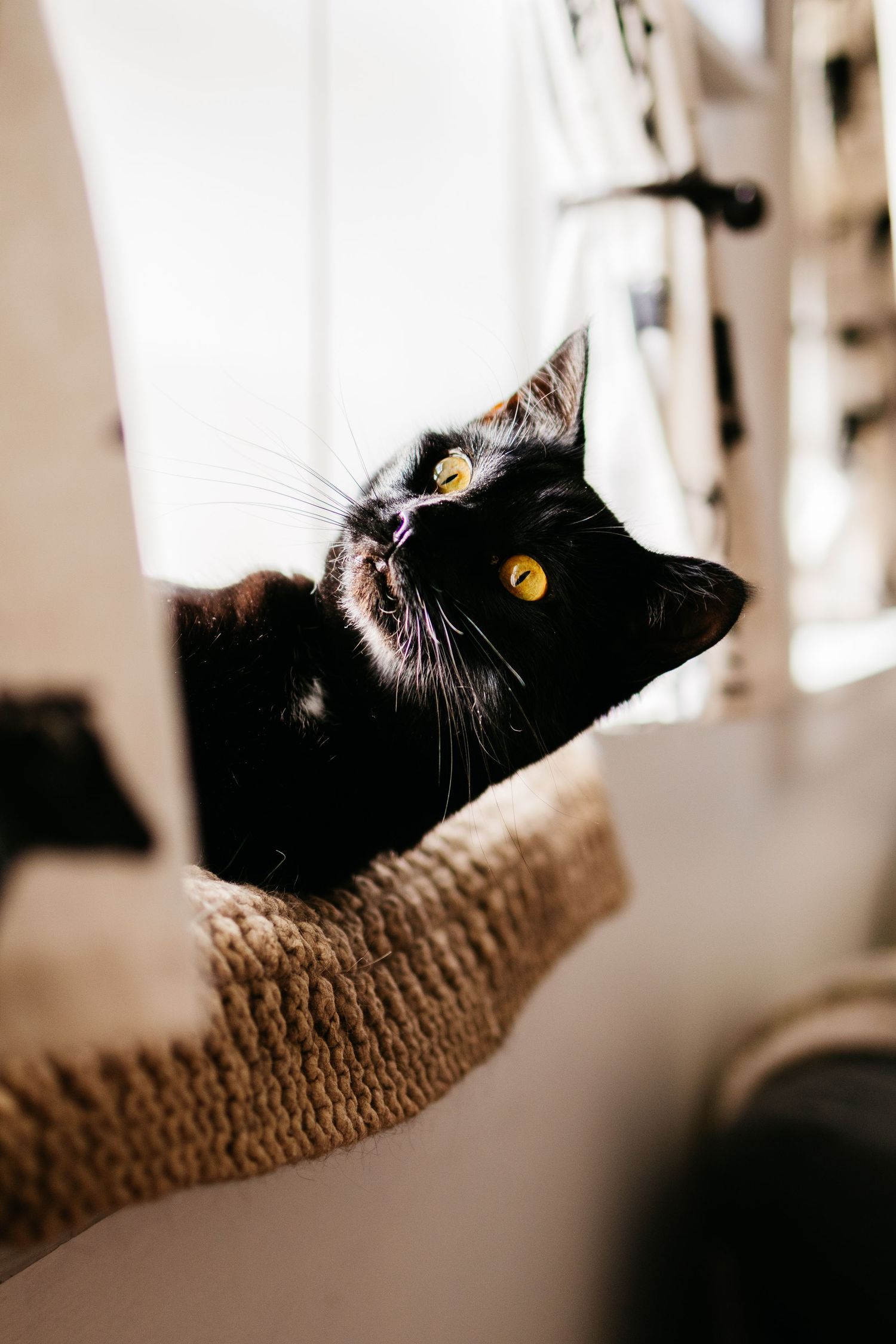 Black cat with yellow eyes gazes upward in a series of similar sepia-toned photos showing different angles.