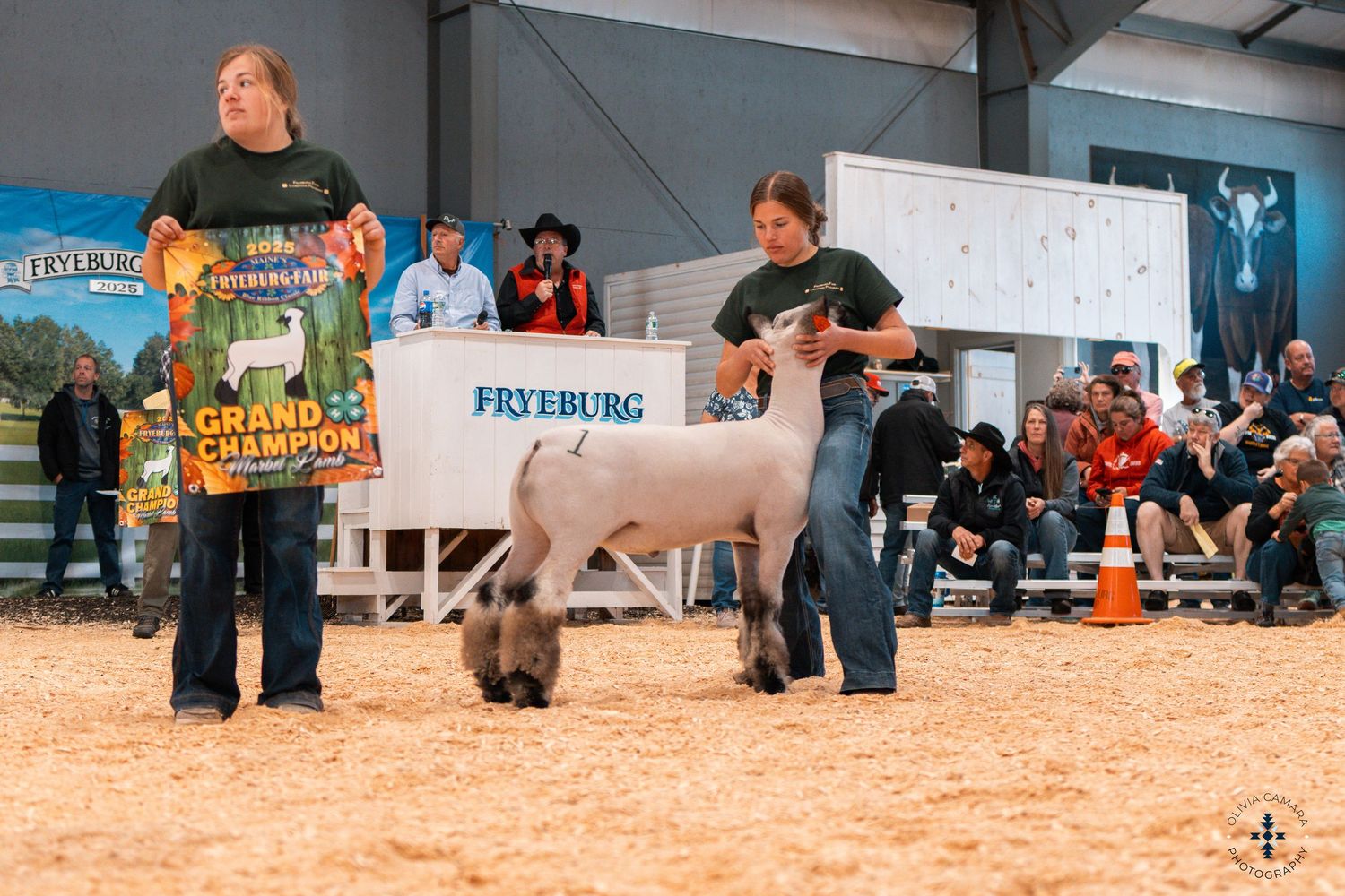 Cattle show participants lead their dairy cows in a line across a sandy arena floor during competition.