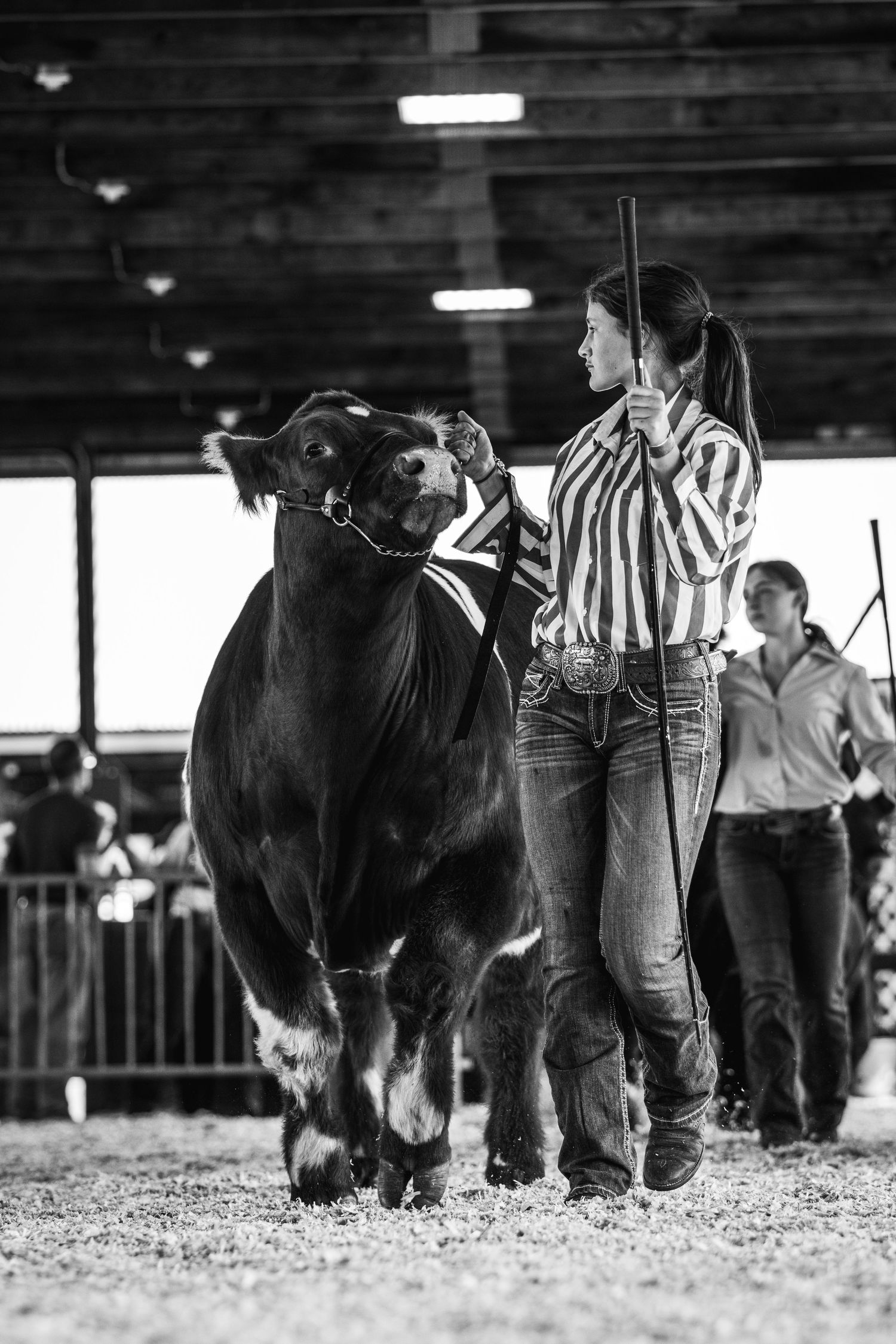 Black and white photo of cattle being shown at livestock competition.