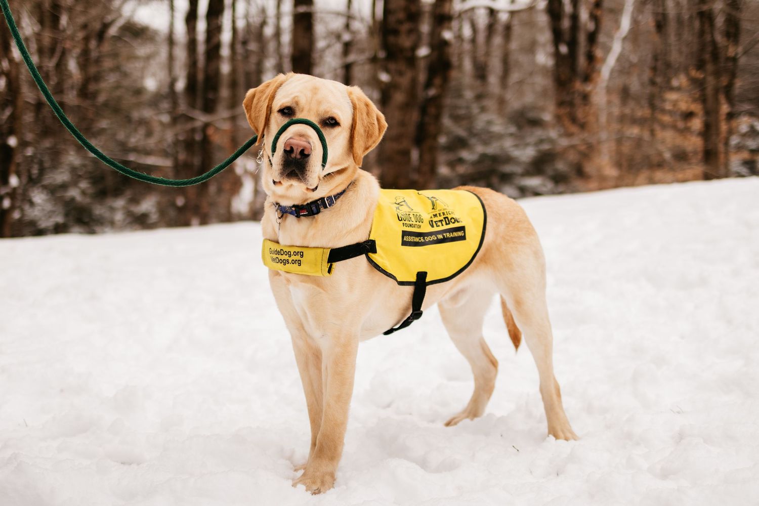 Yellow lab wearing a service dog vest stands alertly in snowy winter landscape with trees in background.