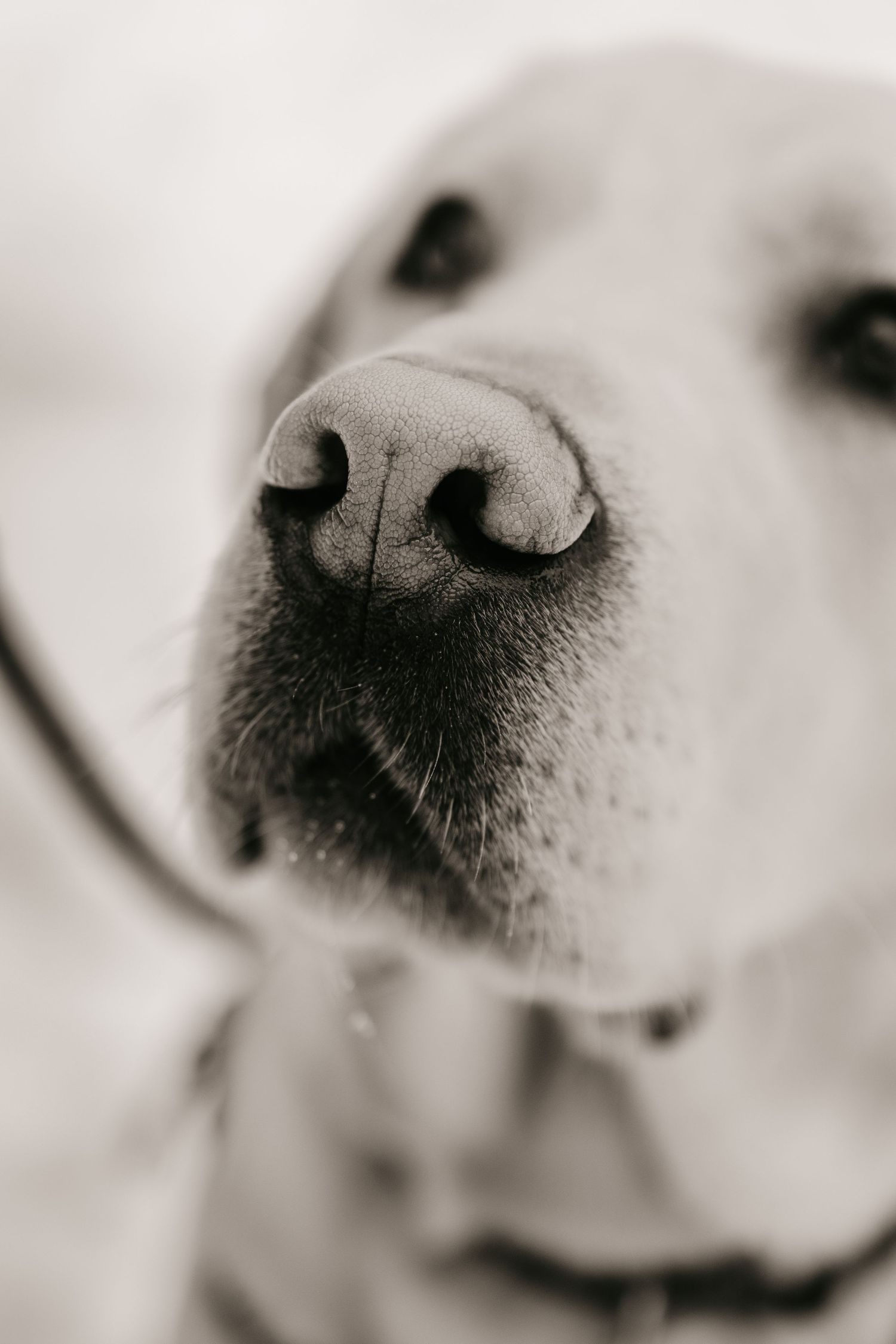 Close-up black and white photo series showing dog noses from different angles in artistic macro detail.
