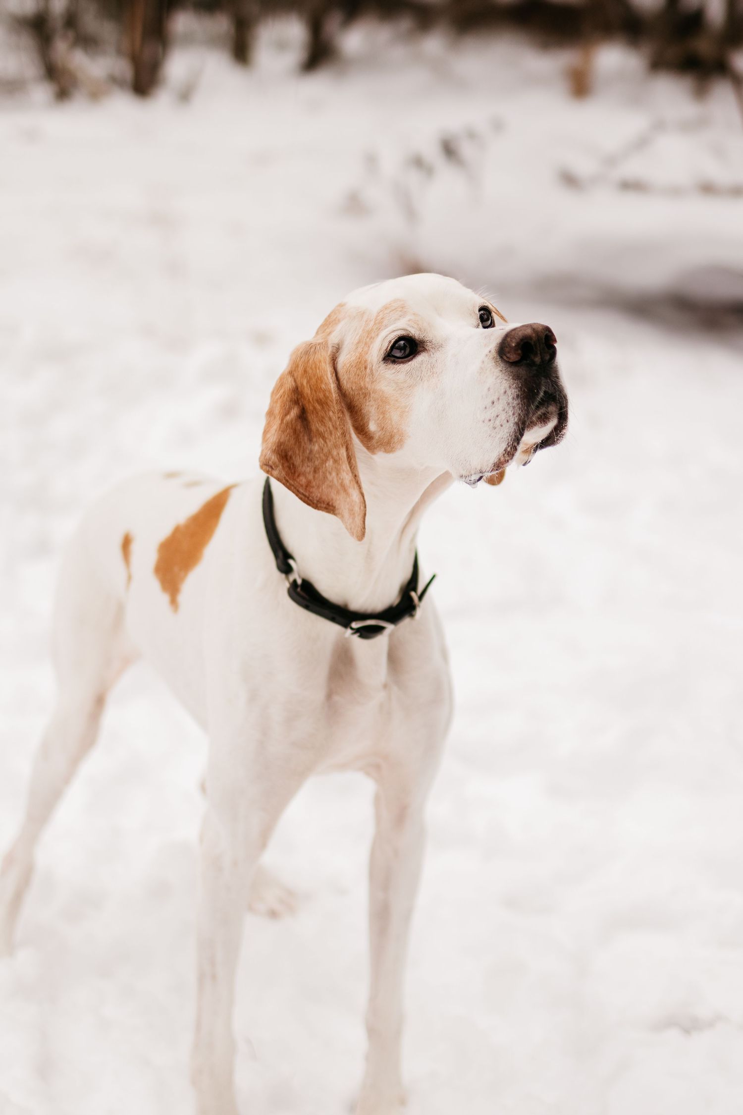 A white and tan Labrador mix dog shown in four sequential poses looking to the side in a snowy setting.
