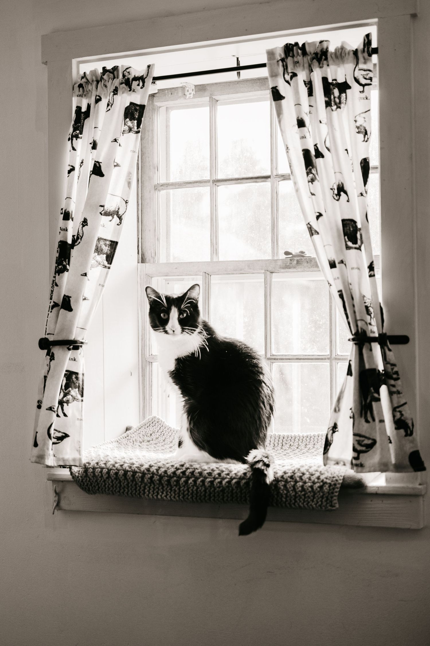 A black cat sits on a windowsill in a sequence of five progressive black and white photographs showing different positions.