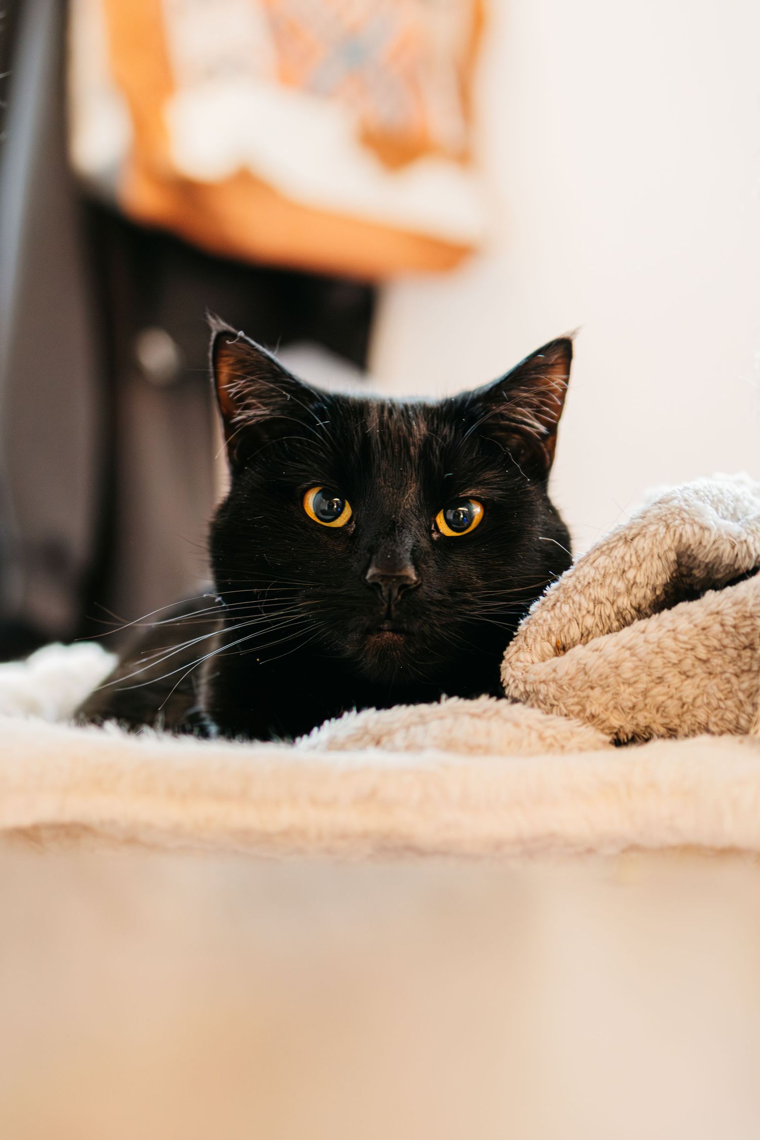 A black cat with bright yellow eyes peeks out from under a beige blanket in a cozy indoor setting.
