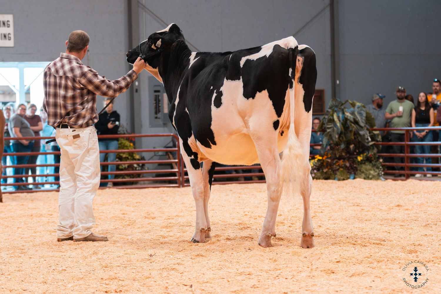 Multiple dairy cows lined up for judging at an indoor livestock competition event.