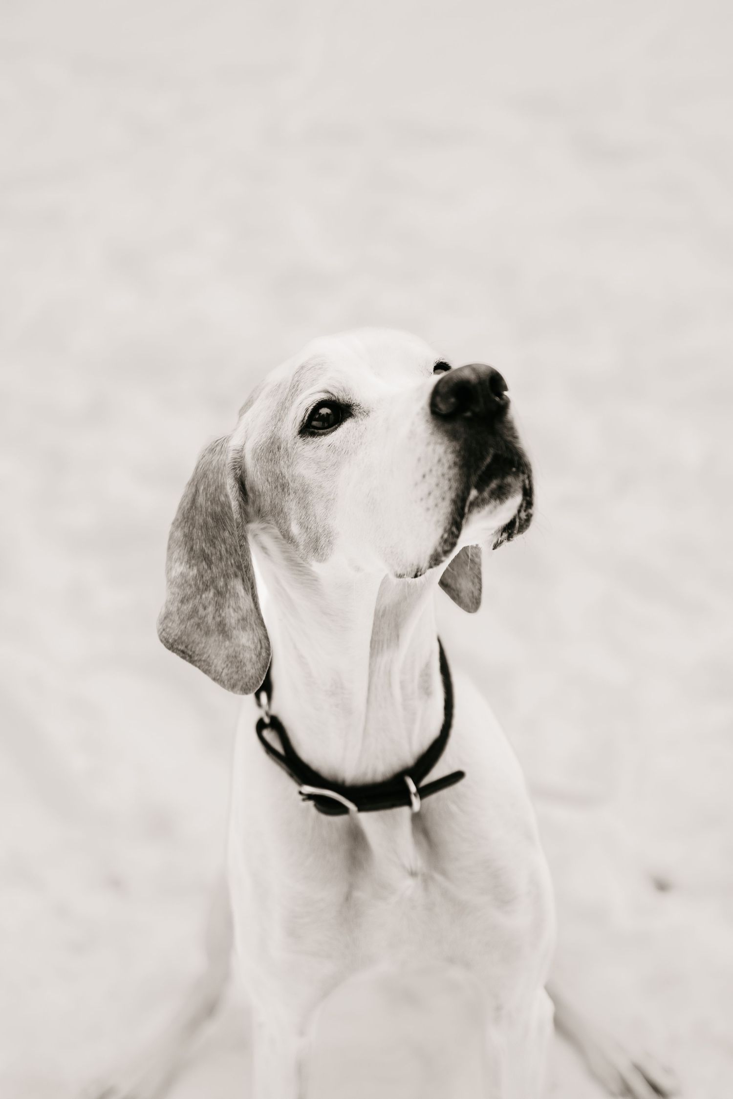 A series of black and white profile portraits showing a white dog with a dark collar looking in different directions.
