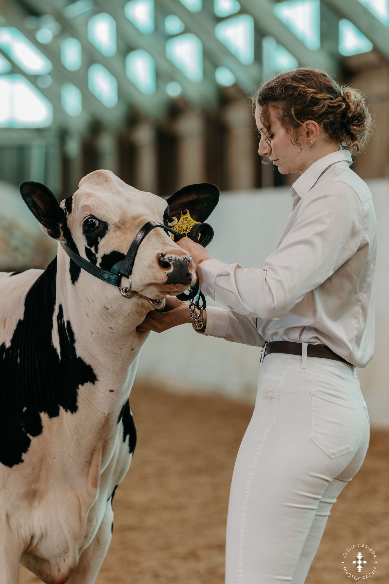 A dairy cow being shown in a competition ring by a handler wearing white.