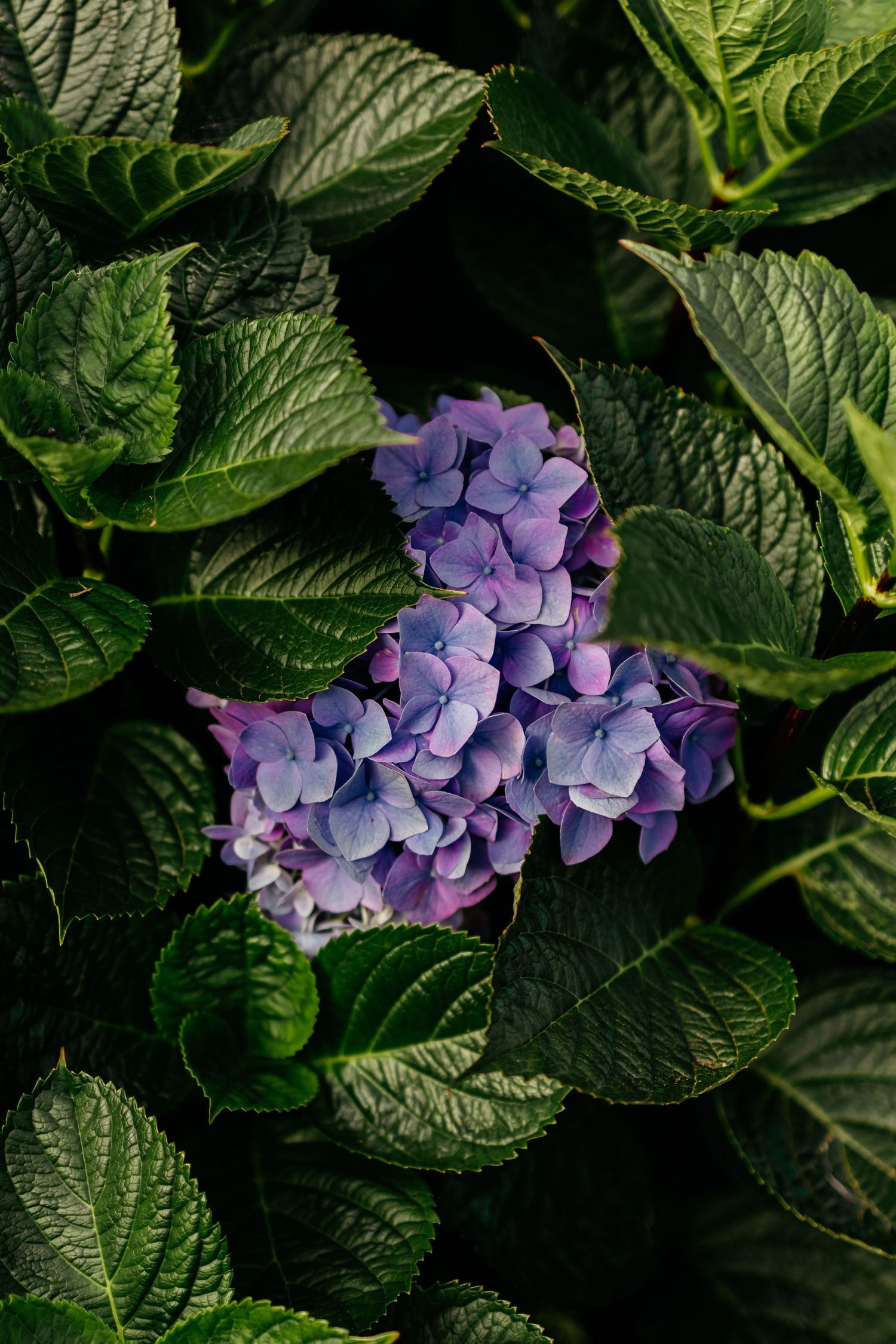 A close-up sequence of purple hydrangea flowers blooming among dark green leaves in a garden setting.