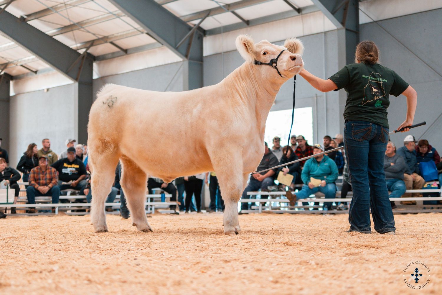 Show pigs being exhibited in an indoor arena with spectators watching from behind barriers.