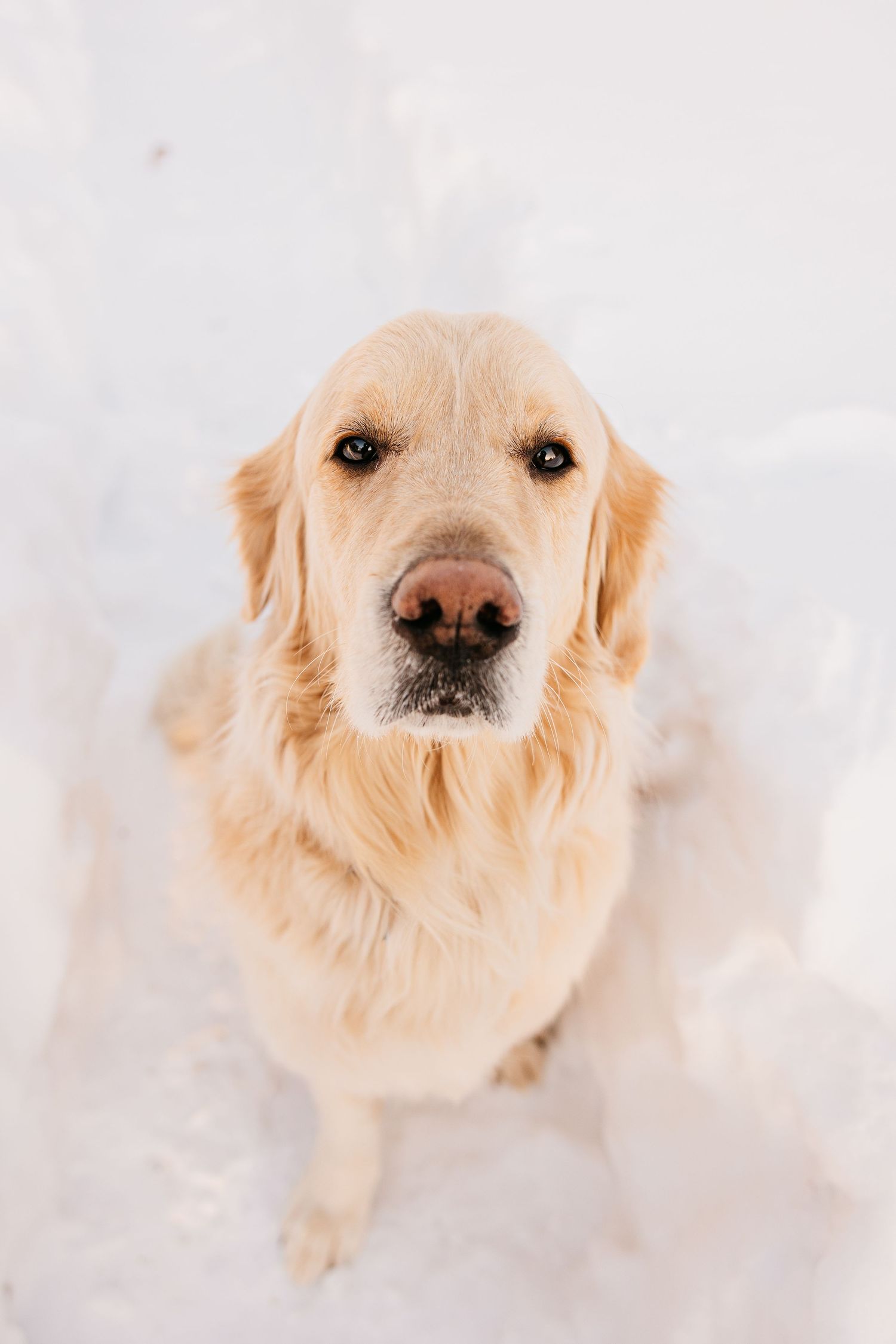 A series of close-up portraits of a golden retriever with cream-colored fur against a white background.