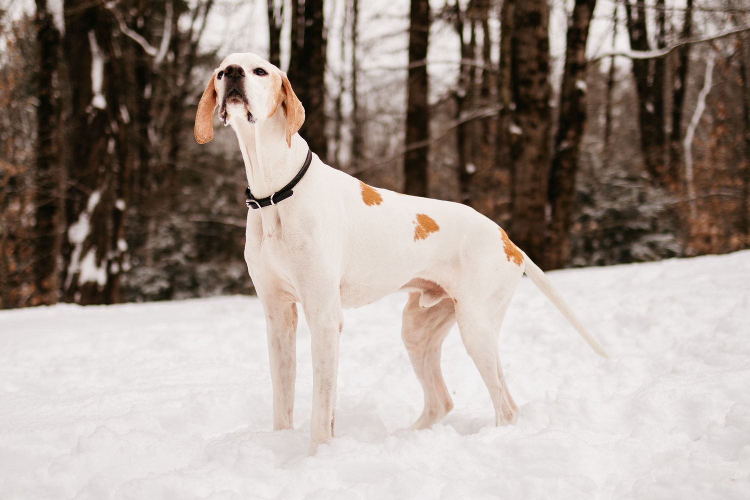 White and brown pointer dog standing alert in snowy winter forest landscape.