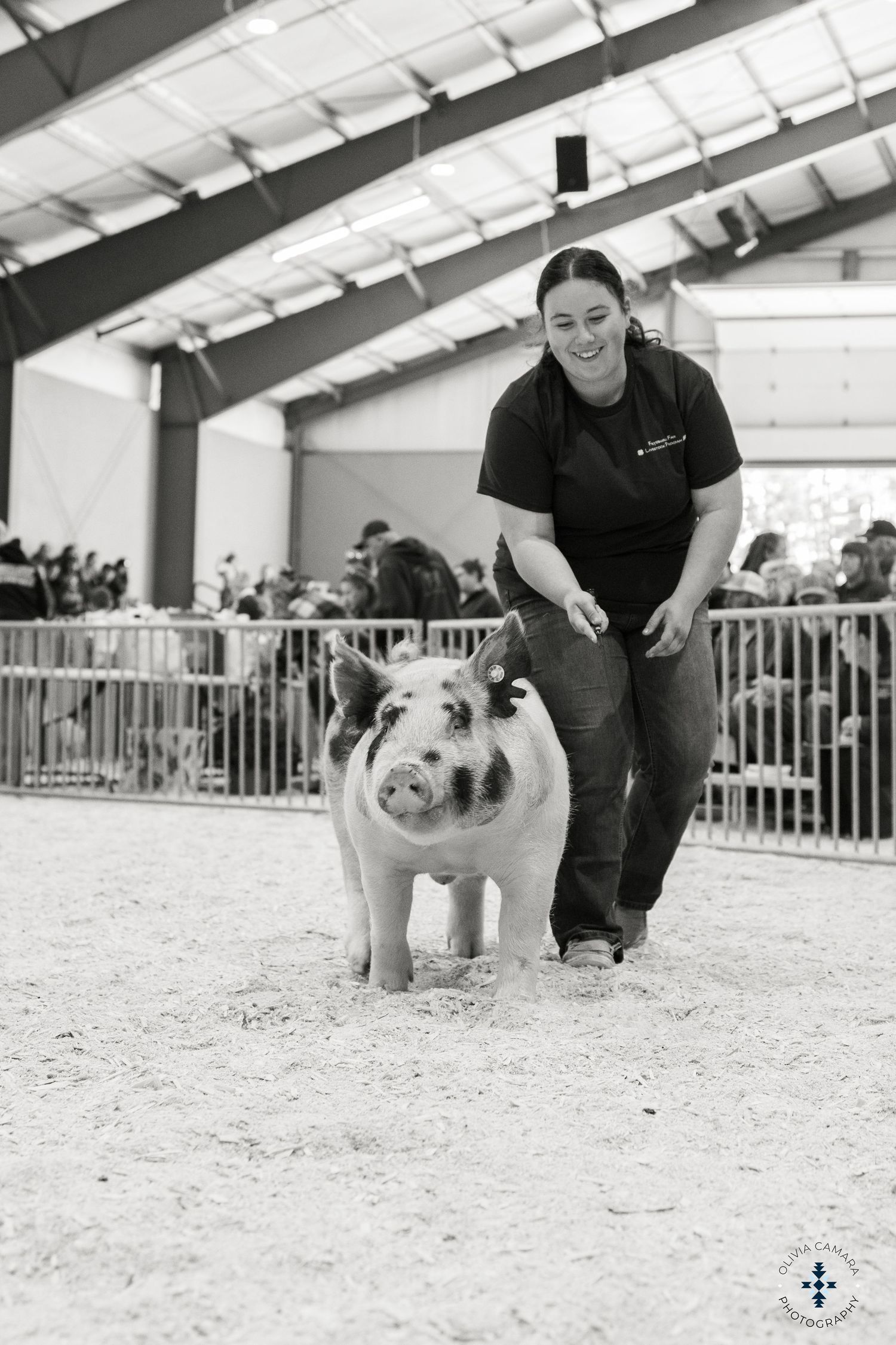 Handler showing spotted pigs in a competitive livestock exhibition ring.