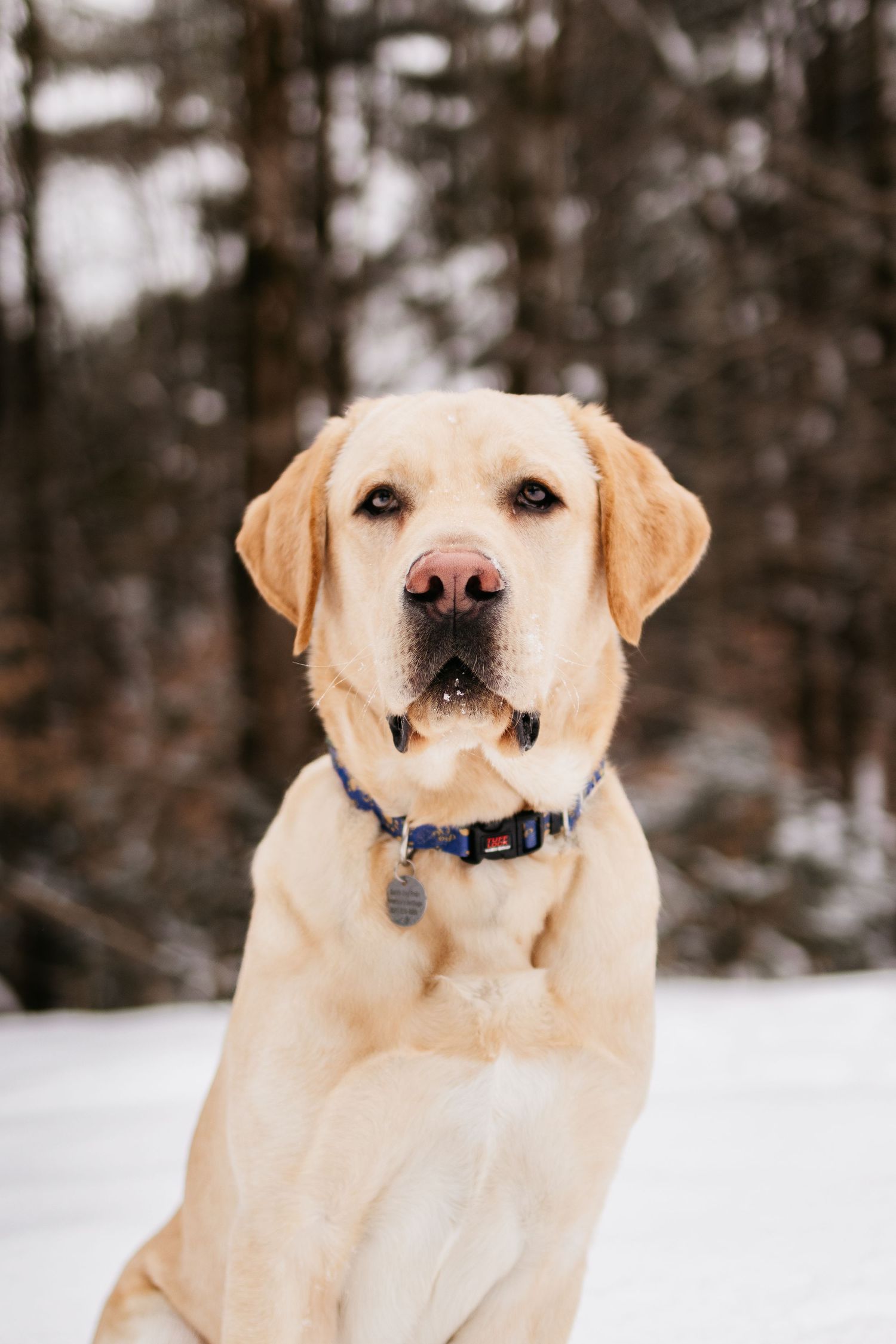 Yellow labrador retriever in snow with tongue sticking out in three sequential photos showing playful expressions.
