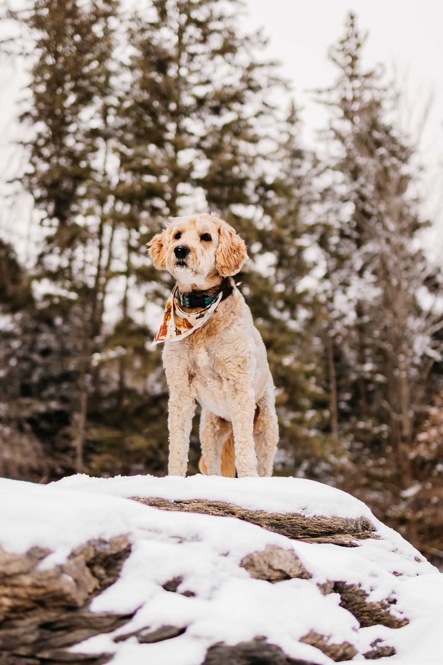 A golden doodle dog stands proudly on a snowy rock with evergreen trees in the background during winter.