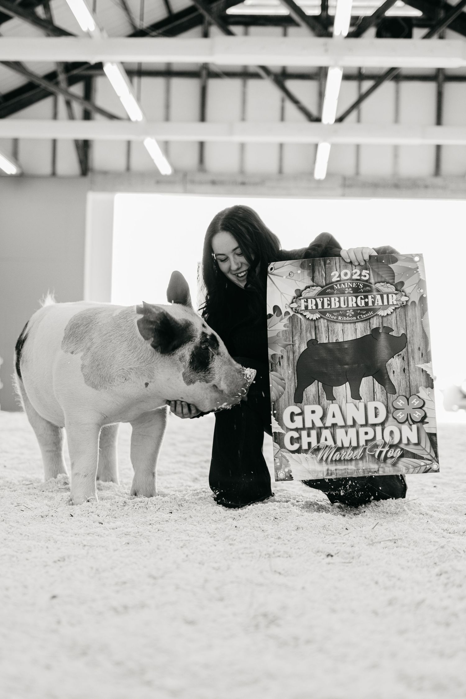Black and white show banners displayed on ground next to dairy cows at livestock competition.