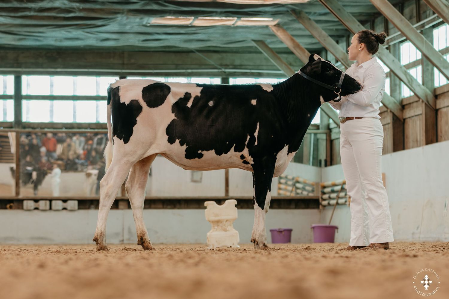 Holstein dairy cows lined up for judging at a livestock exhibition.