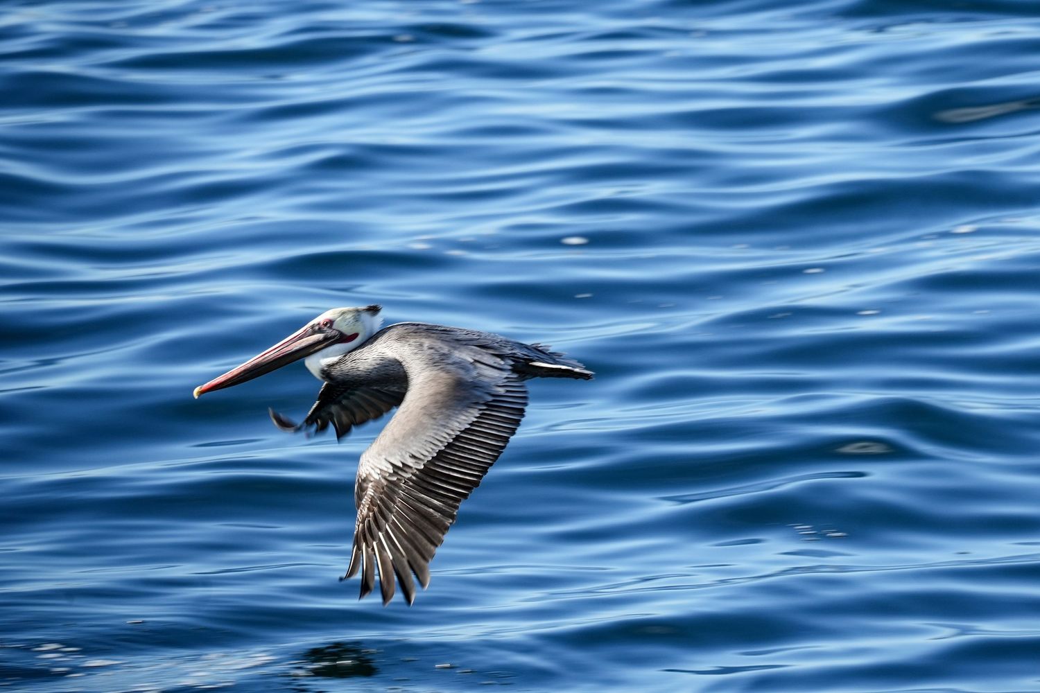 A brown pelican in flight over the ocean.