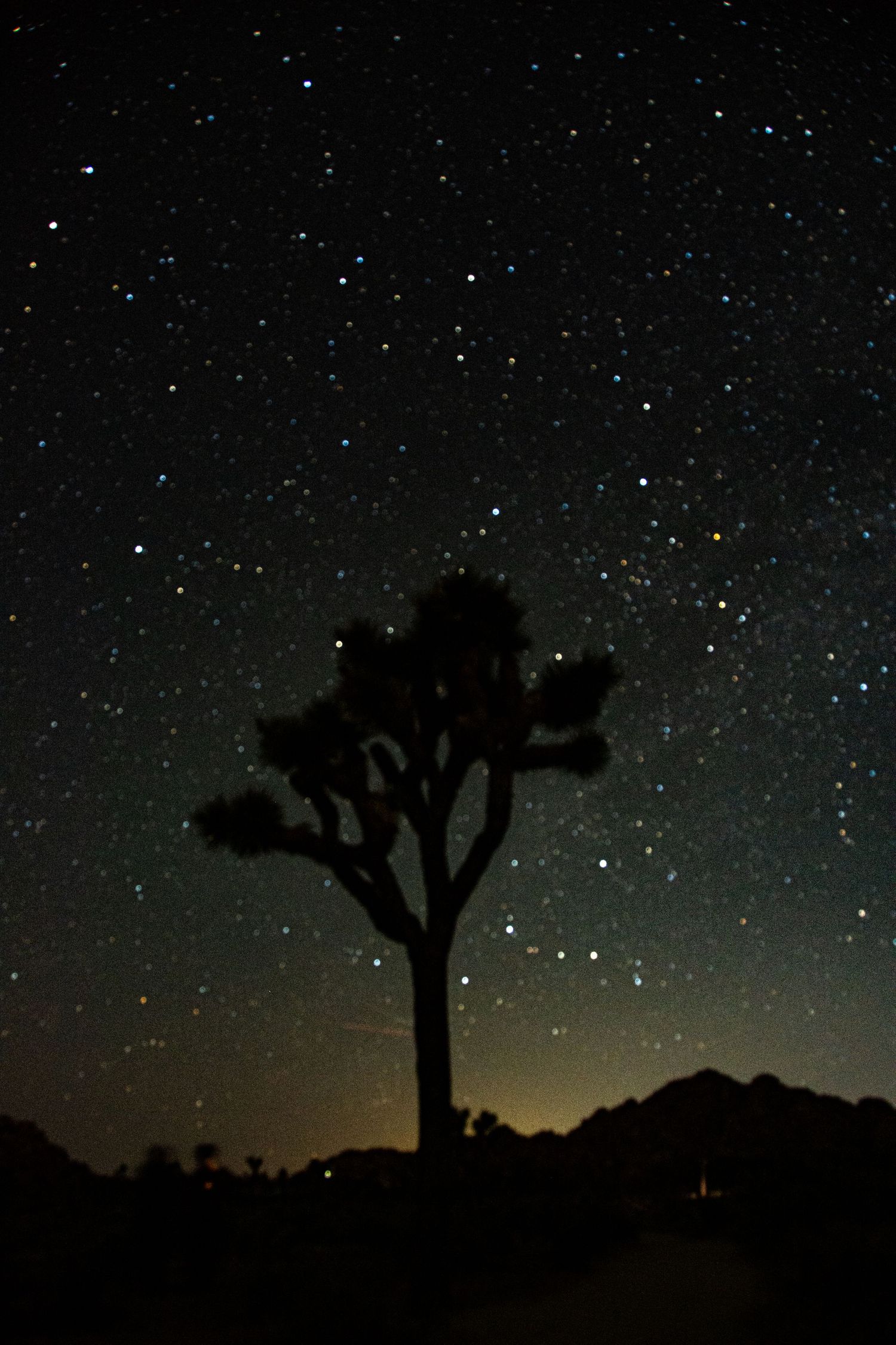 Starry skies in Johsua Tree National Park.