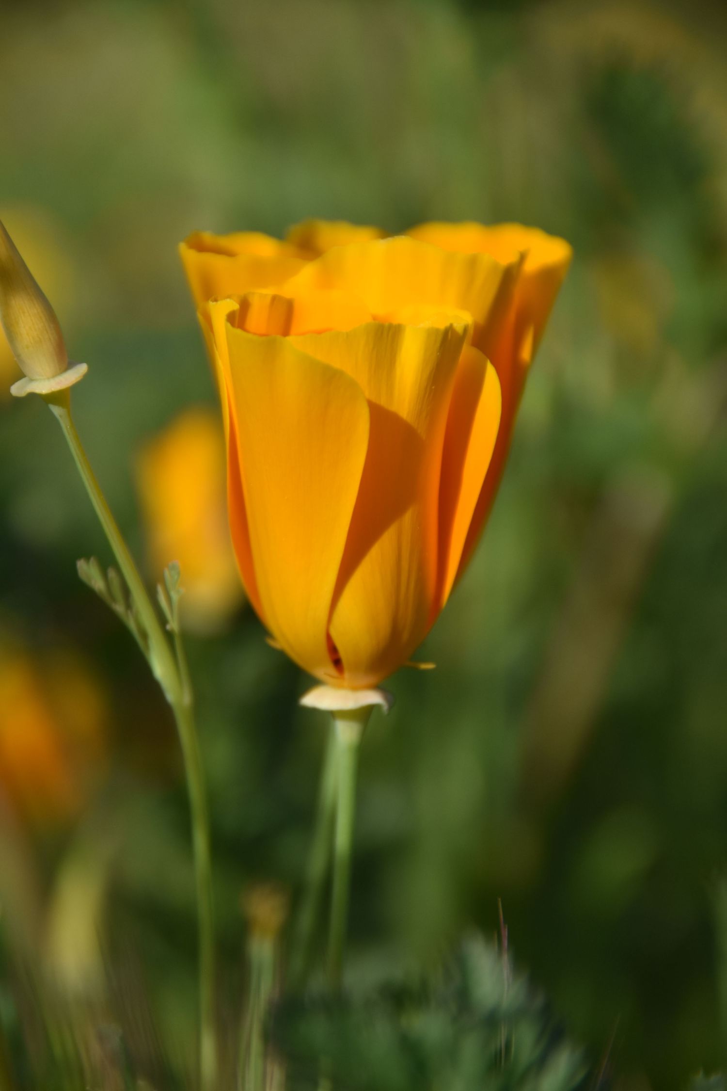 This is an orange California poppy.