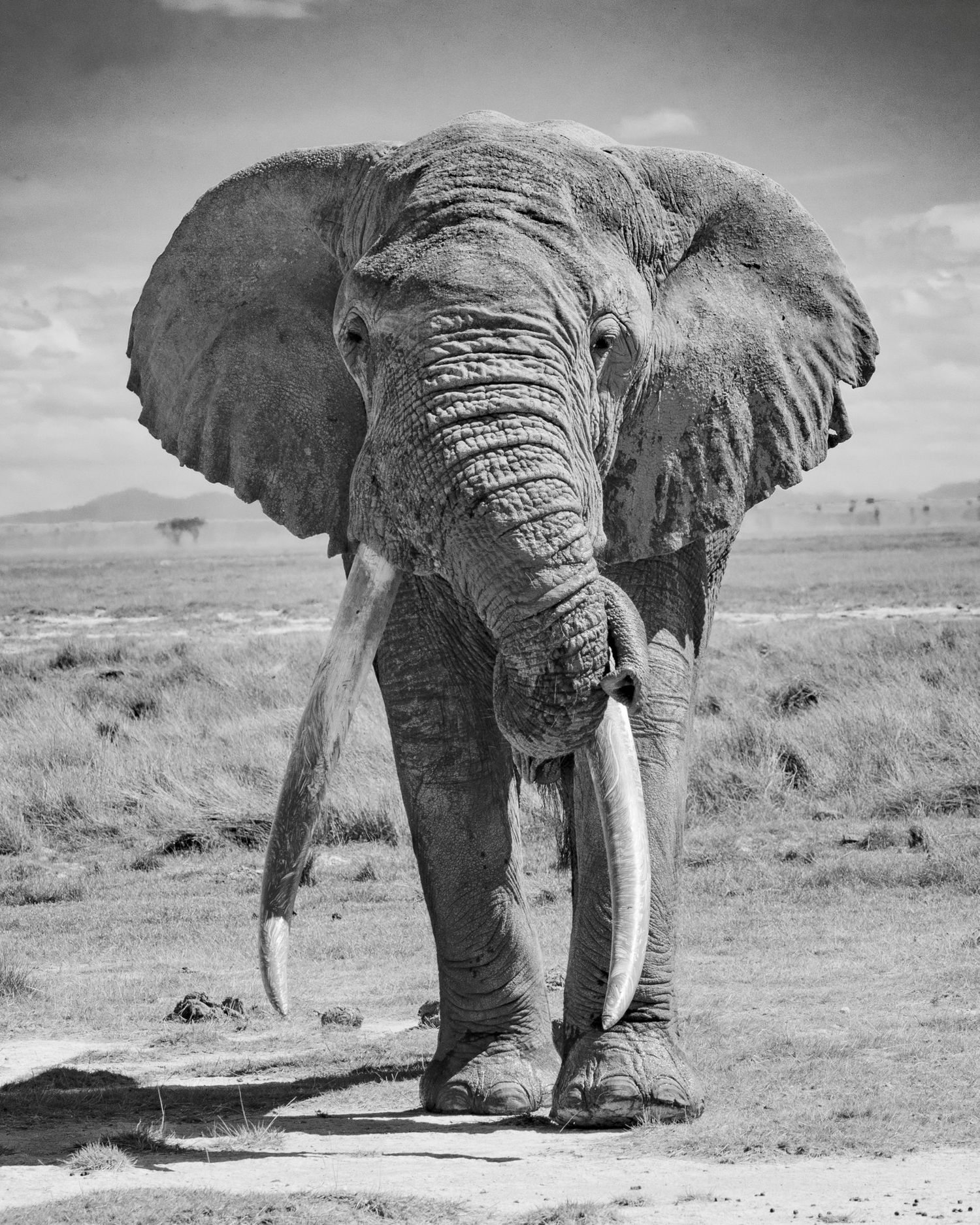 A large tusker elephant in Amboseli National Park, Kenya presents a powerful image of strength and longevity.