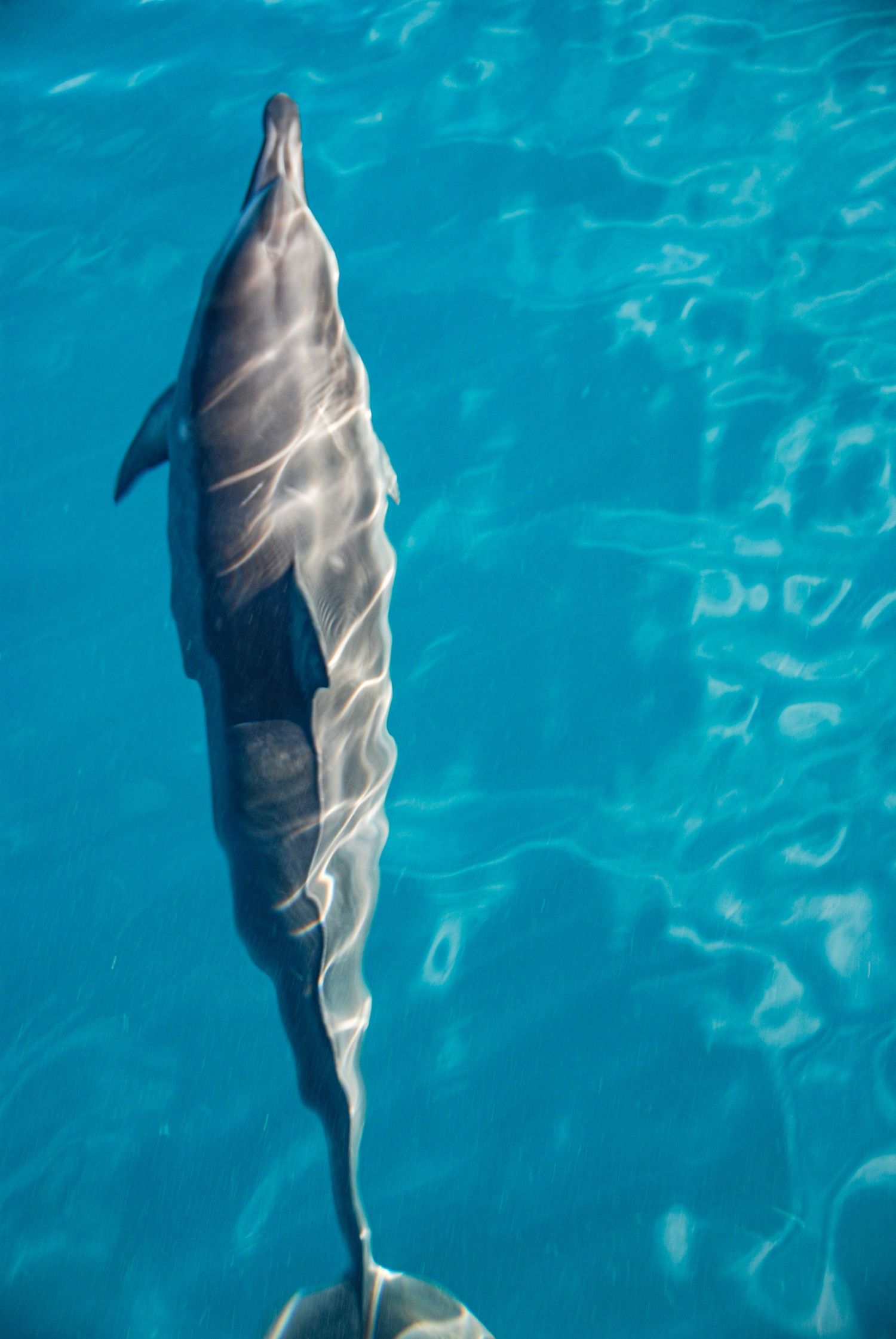 A dolphin glides through the blue waters of Kaui.