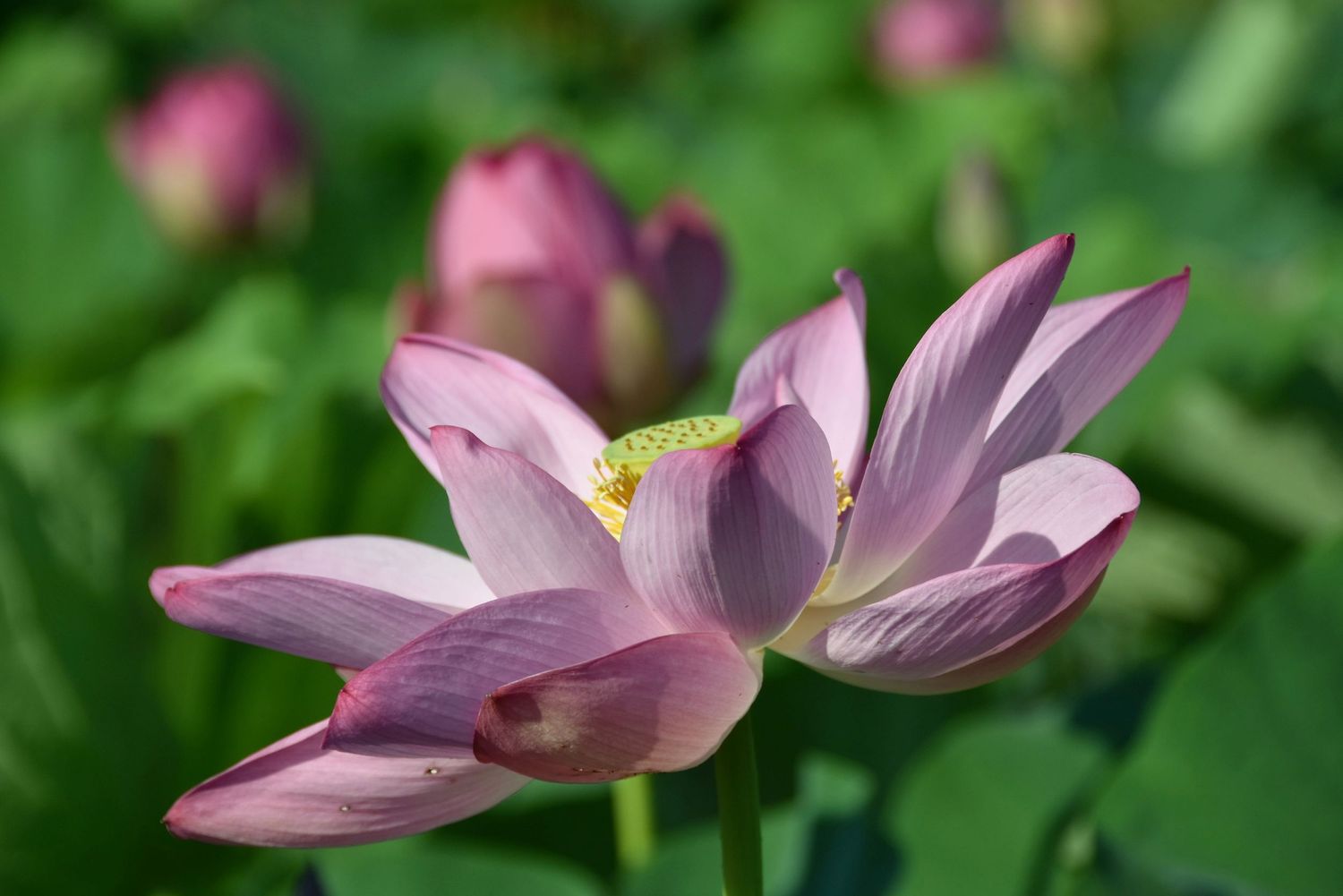 These are pink lotuses.