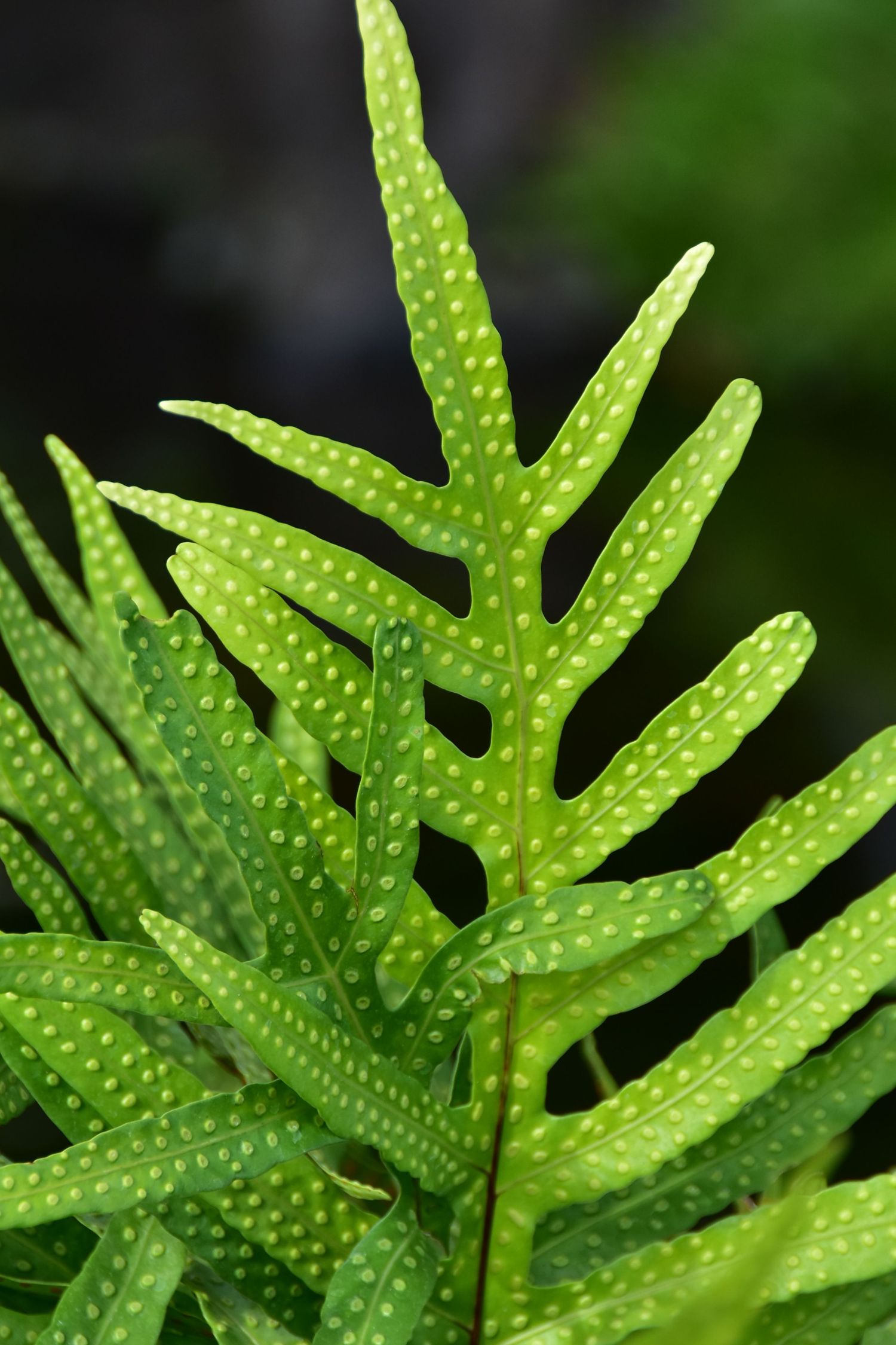 The details on the leaves of a fern show nature's sense of design and order.