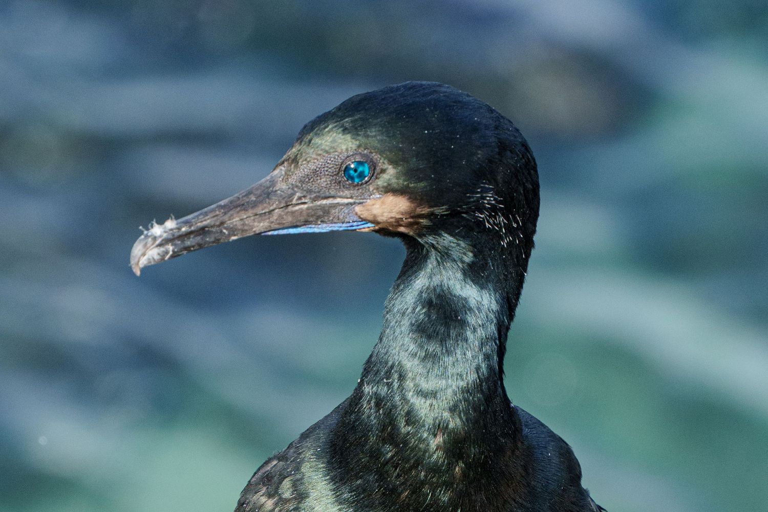 The deep blue eye of a cormorant is a great contrast to the blue ocean.