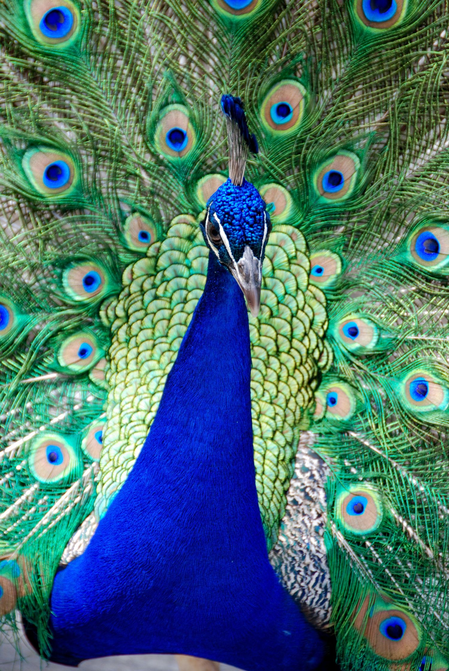 A peacock struts its true beauty with fanned feathers.